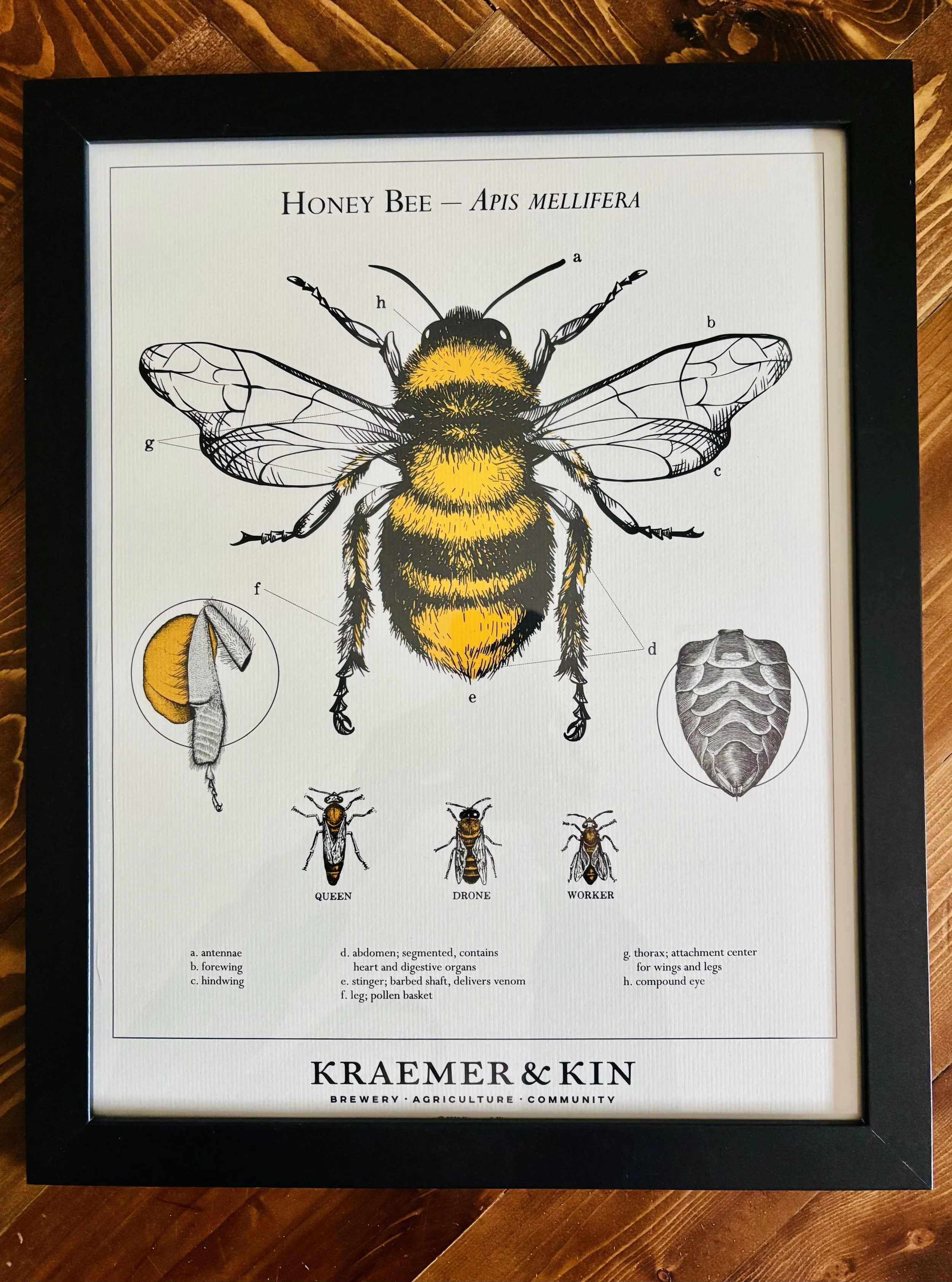 Bee Poster Pic.jpg