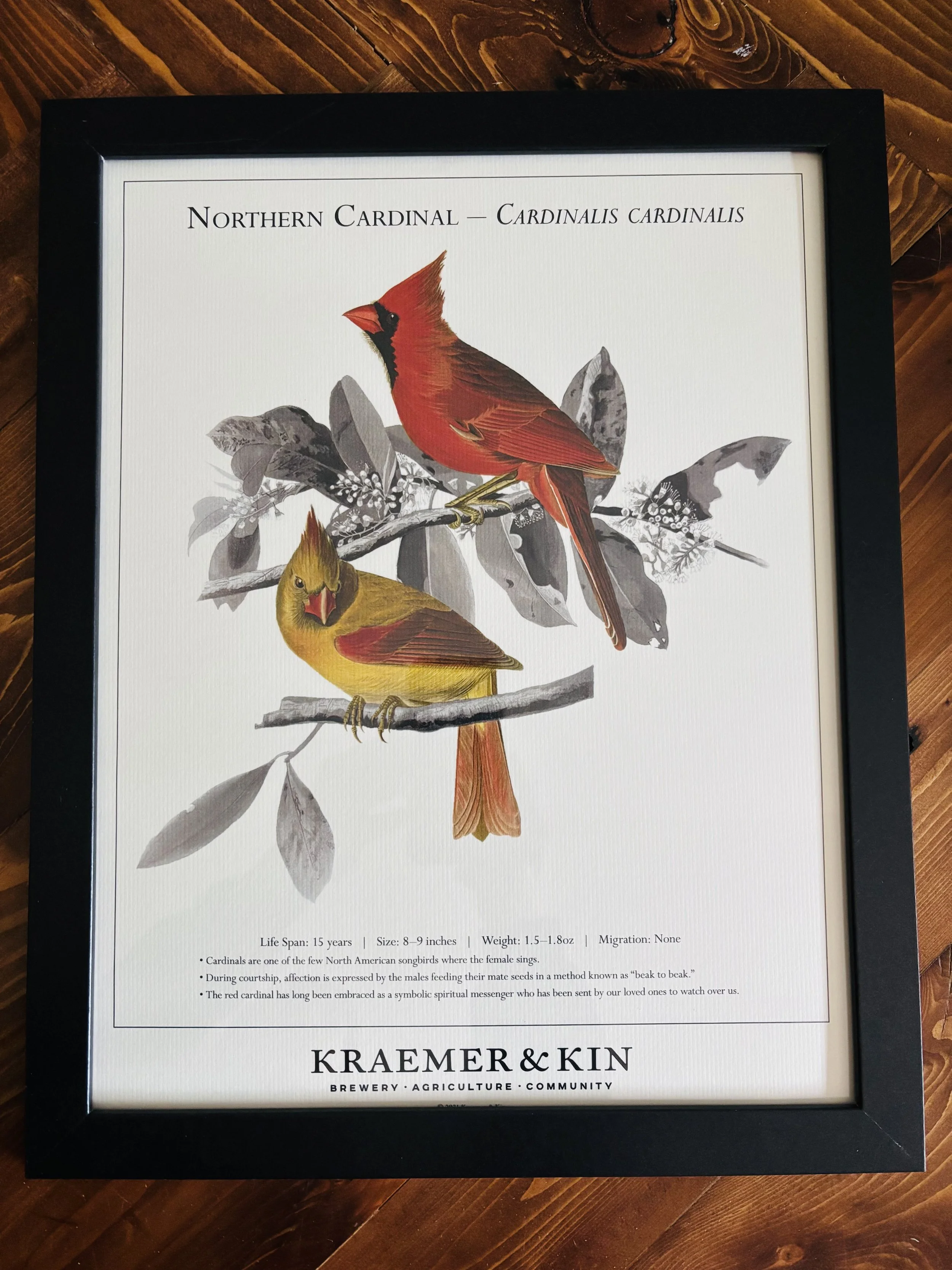 Cardinal Poster Pic.jpg
