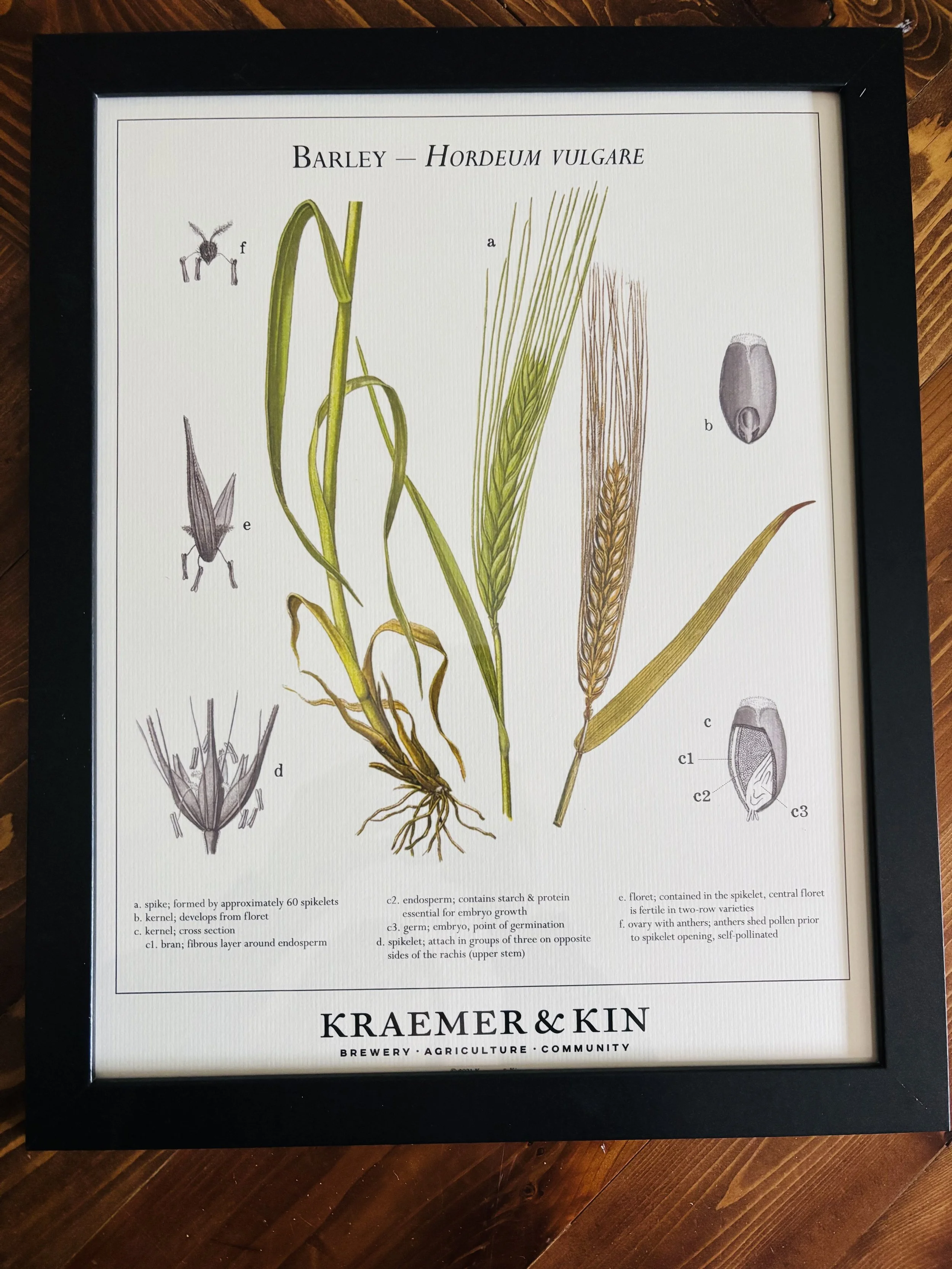 Barley Poster - CK.jpg