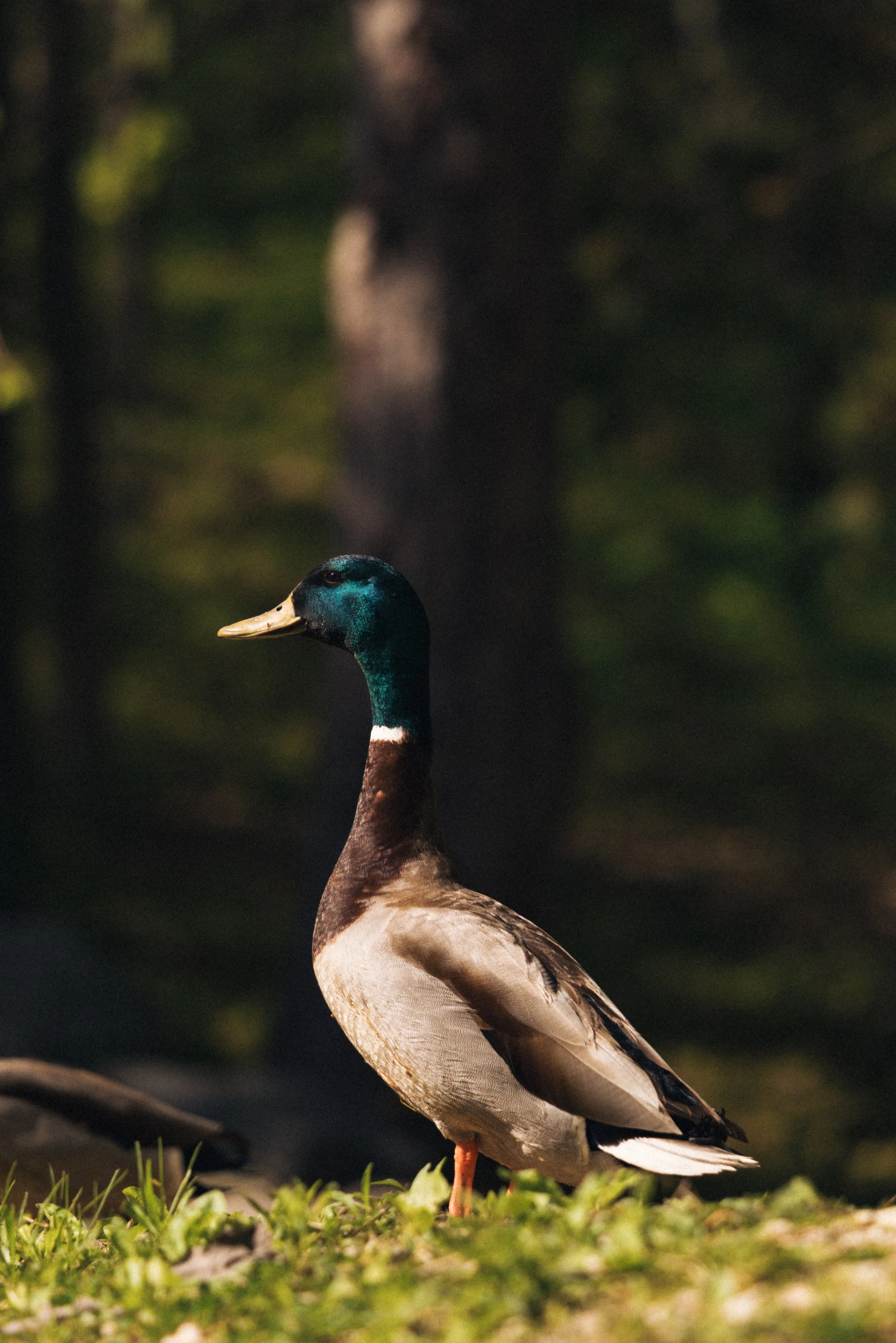 holcomb_gardens_00008.jpg