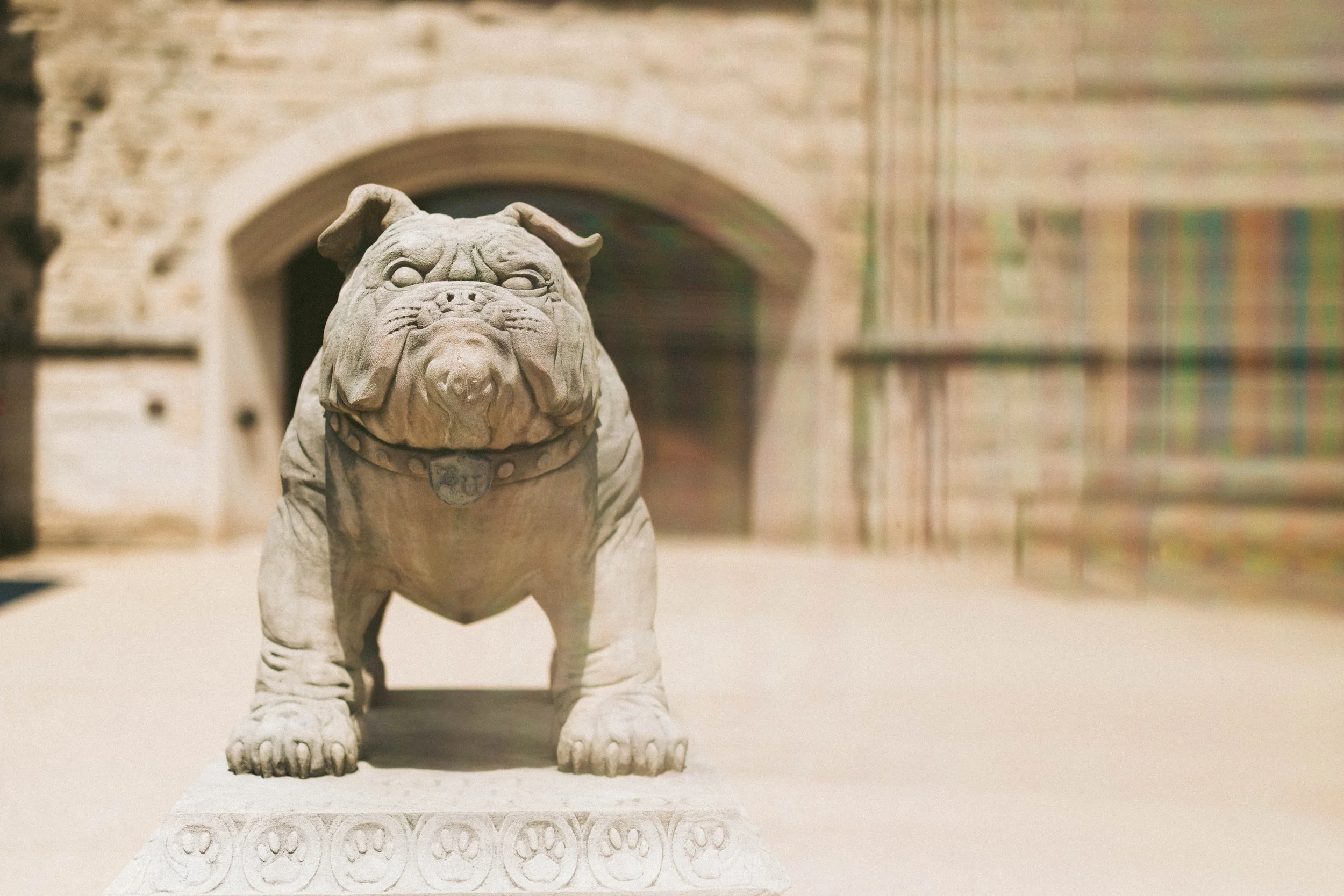 bulldogs_00016.jpg