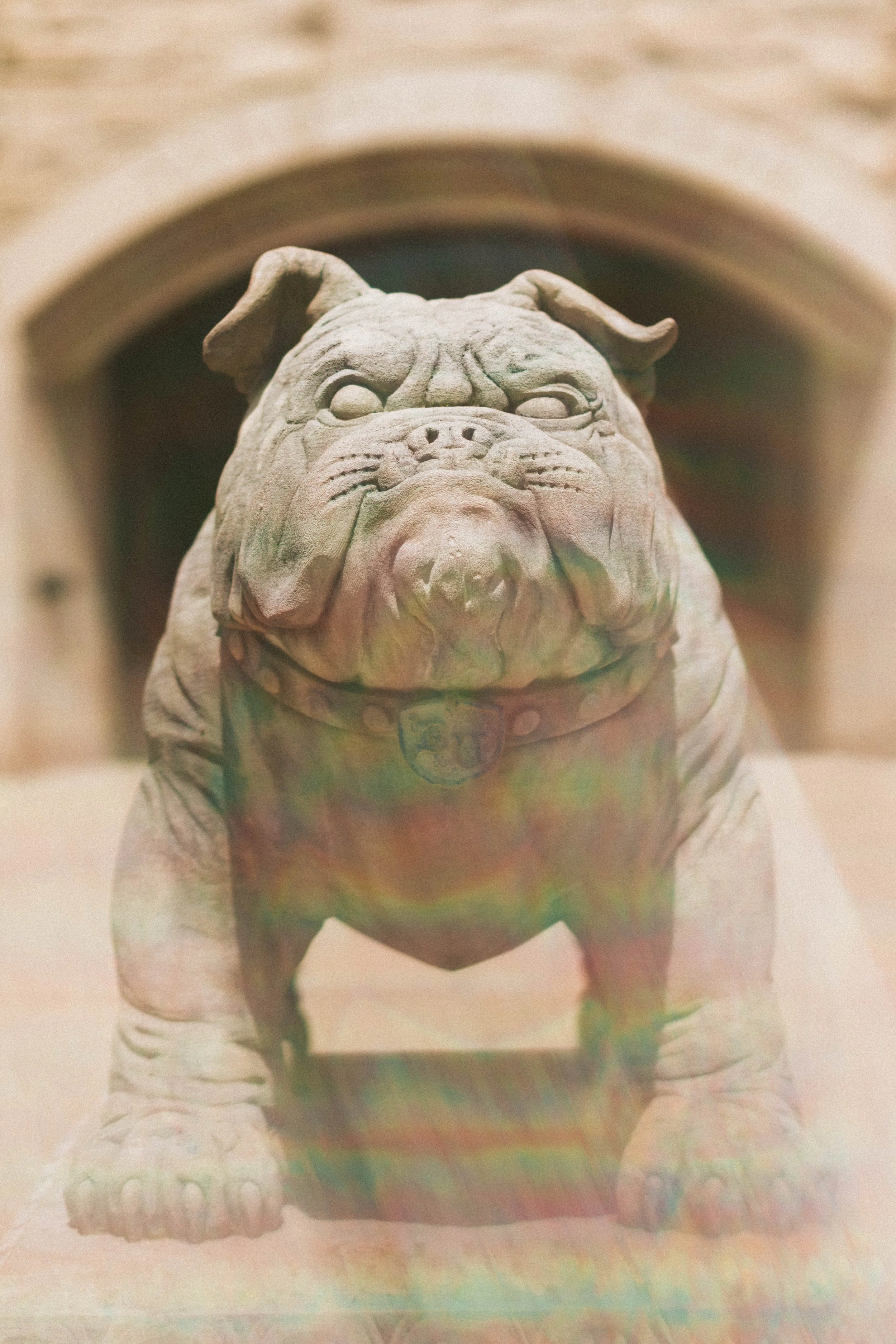 bulldogs_00017.jpg