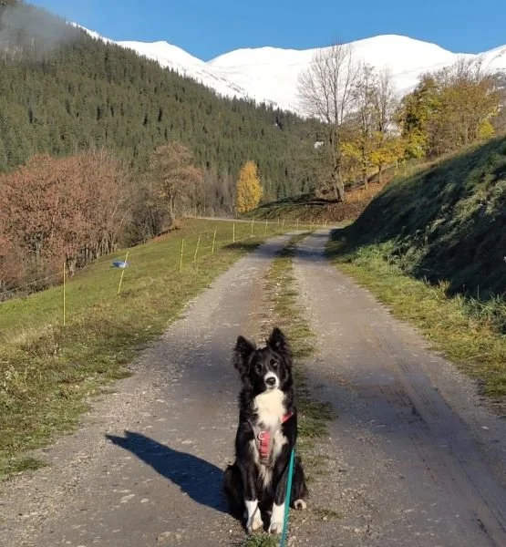 Parentalité bienveillante : chien de Marie Perarnau en 2025