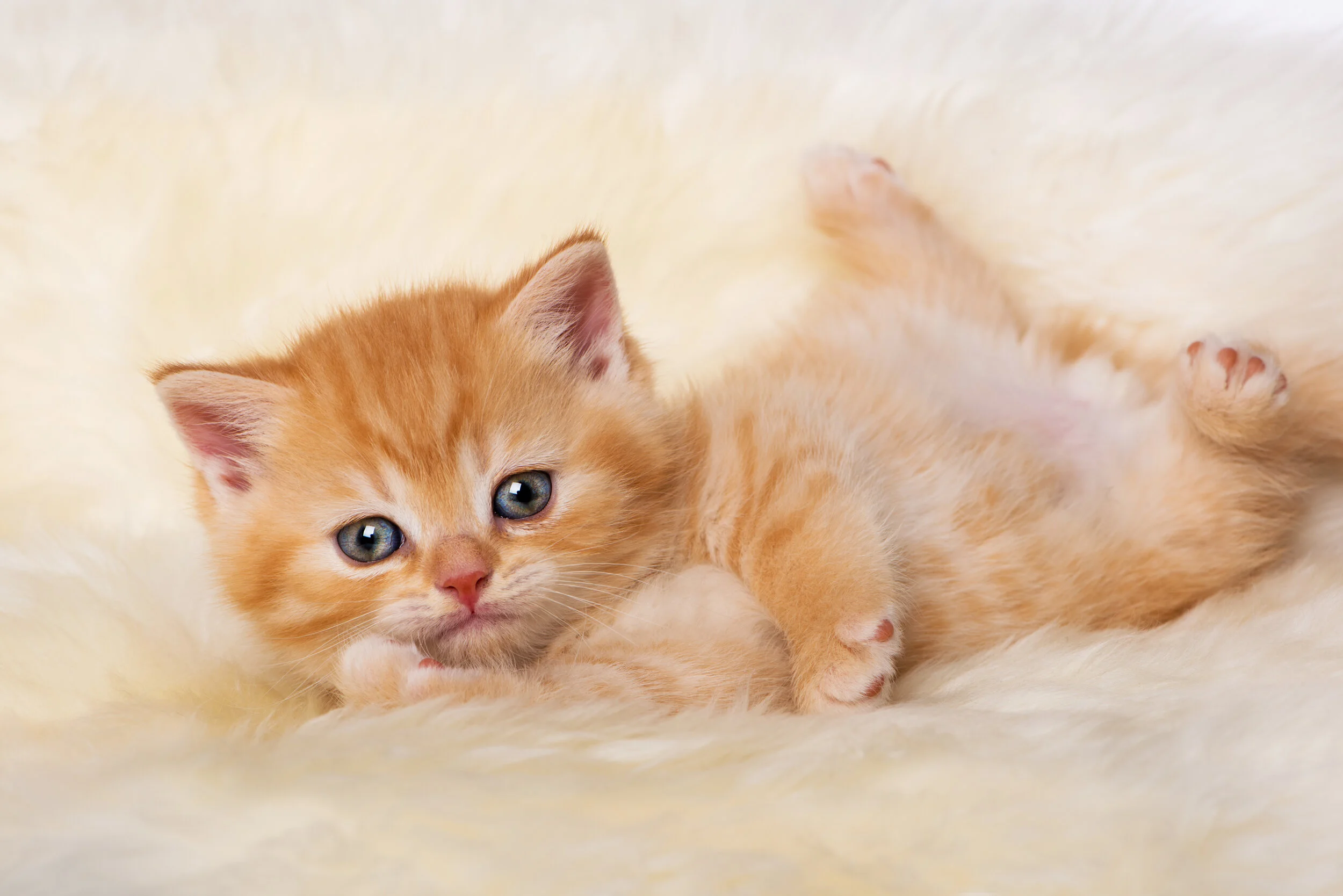 classique film_0051_04-11-2017.jpeg