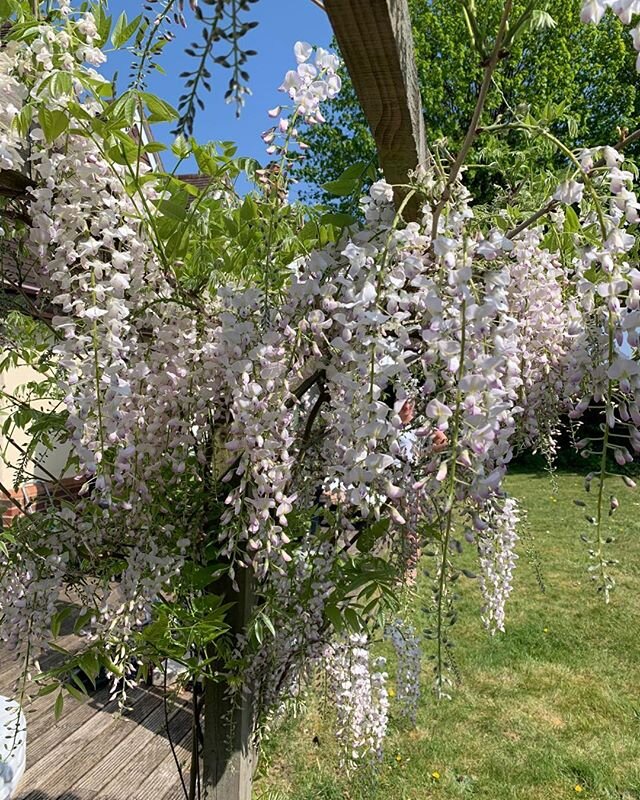 #wisteria #April #2020 #blossom #flower #garden #warm #sunshine #early #evening