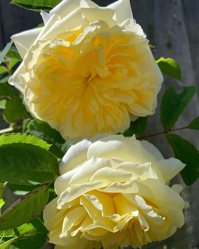 I wish I could share the scent with you.... #roses #scent #blossom #yellow