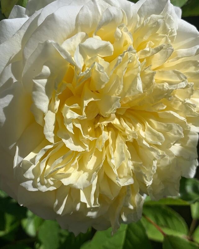I love my roses #rose #yellow #flowers #summer #sun #garden #smell