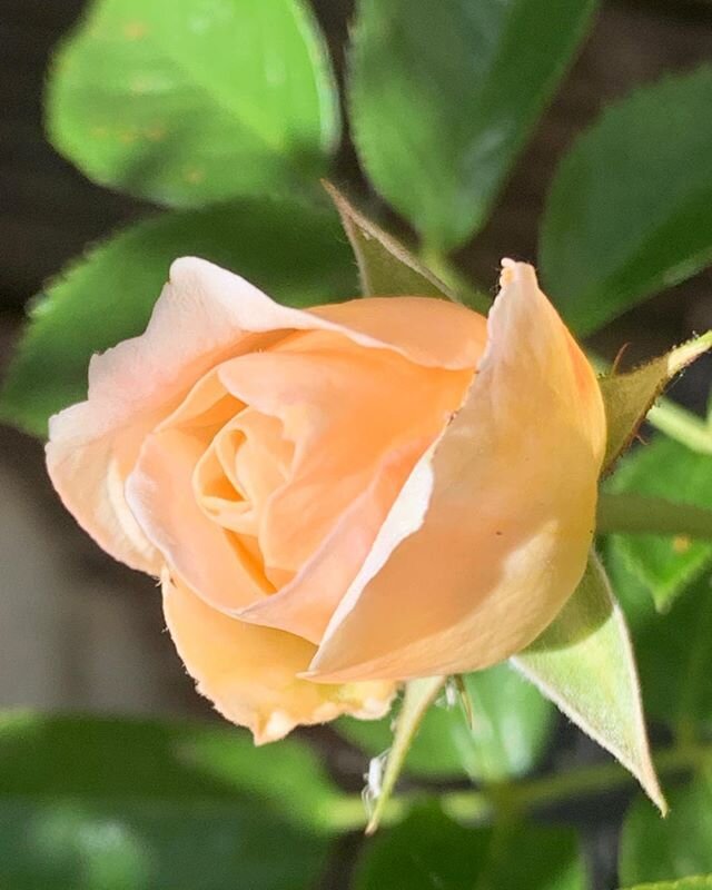 Roses... #rose #sunshine #grateful #beautiful #garden #flowers