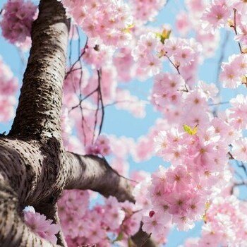 Mother’s Day, the Spring Equinox, and the Return of the Great Mother