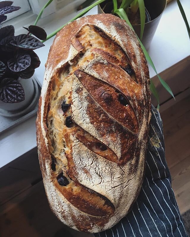 &laquo;Bread &ndash; like real love &ndash; takes time, cultivation, strong loving hands and patience. It lives, rising and growing to fruition only under the most perfect circumstances.&raquo;
.
.
.
#sourdoughbread #breadislife #olivesourdoughbread
