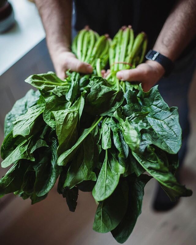 Spinach is a typical vegetable in spring time. It was first cultivated in Persia, and has been cultivated in Europe for more than thousands years.
.
It&rsquo;s difficult to find spinach like this in Norway. Usually they come as small leaves packed in