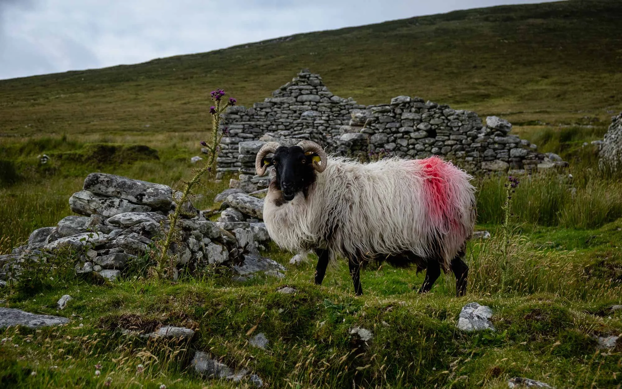 Achill Island