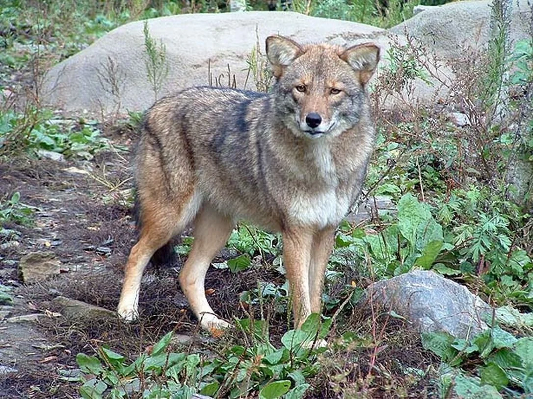 Meet the Coywolf
