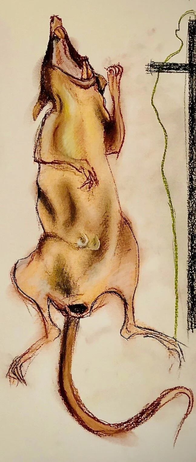 IMG_5475 copy (1).jpeg