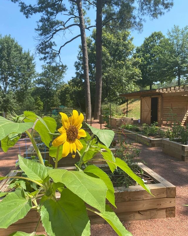 Lots of blooms &amp; veggies at the garden this morning! 🌻🥒🍅