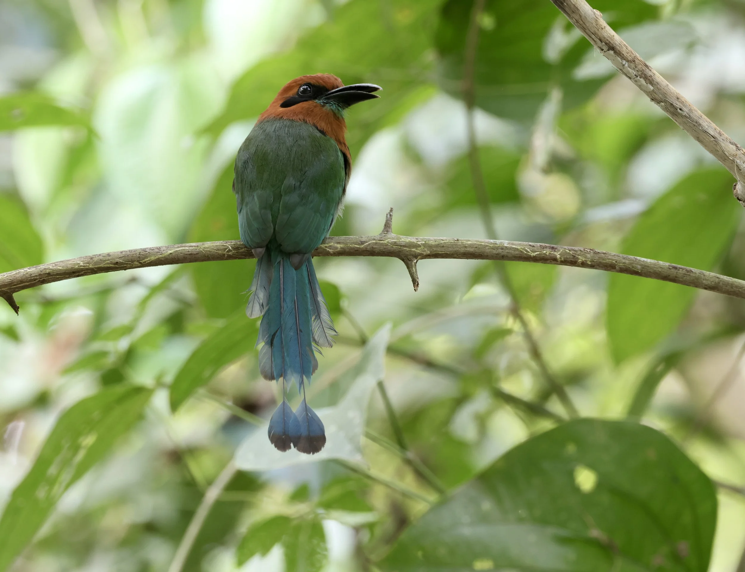 Panama: Foothill & Rainforest Birding Extension