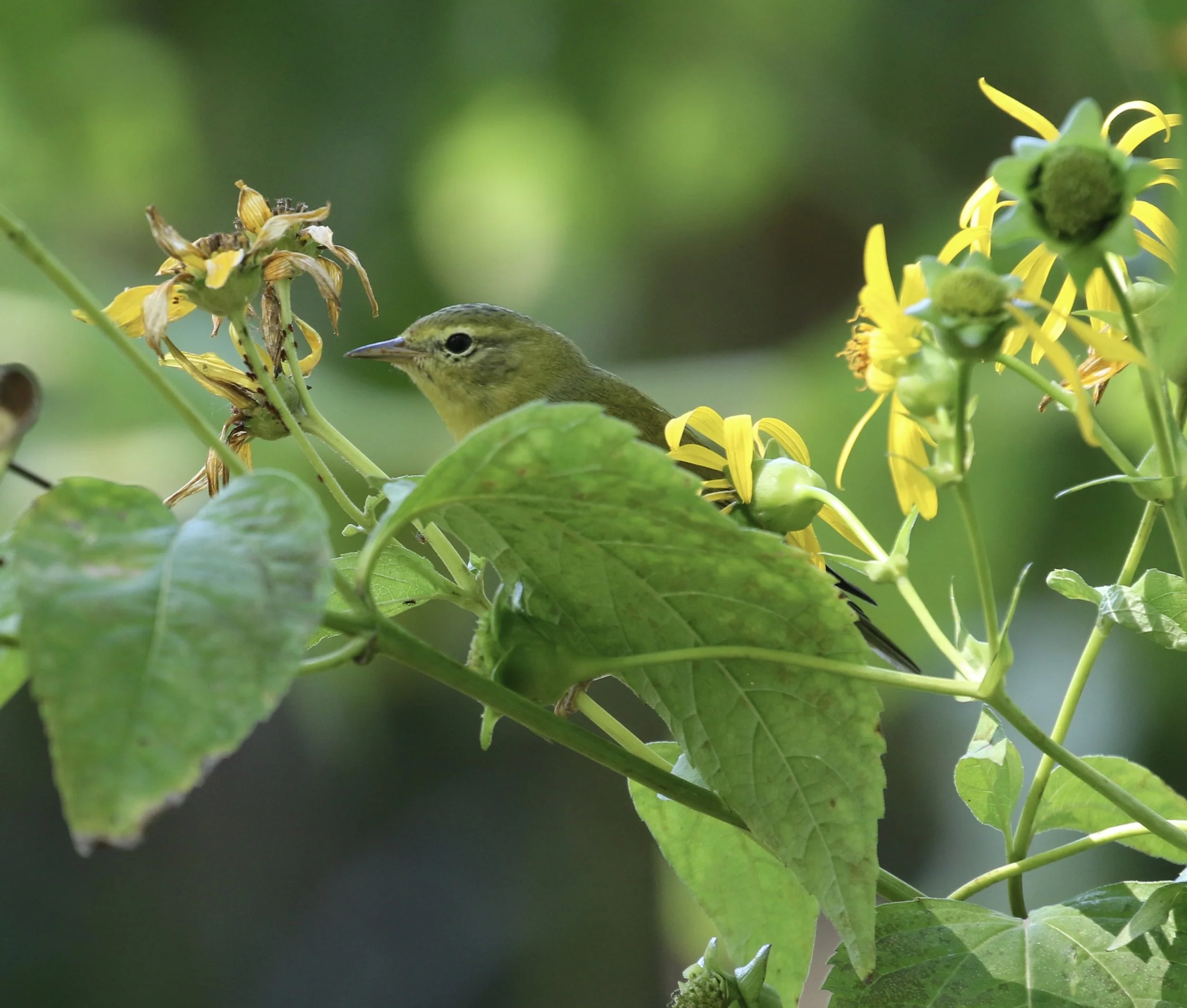 Women's Wellness in Nature Day Retreat