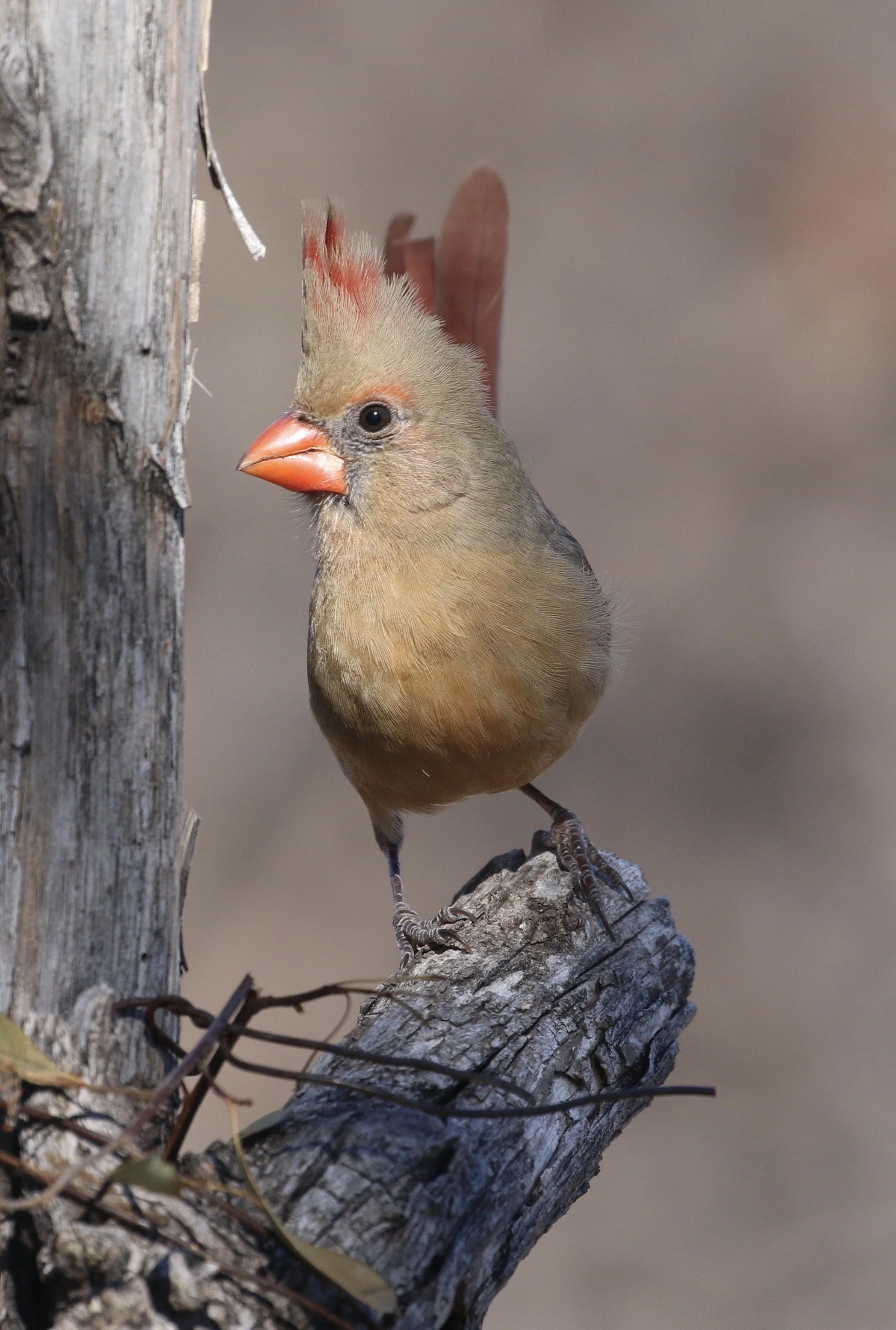 Ornitherapy: The Power of Birding