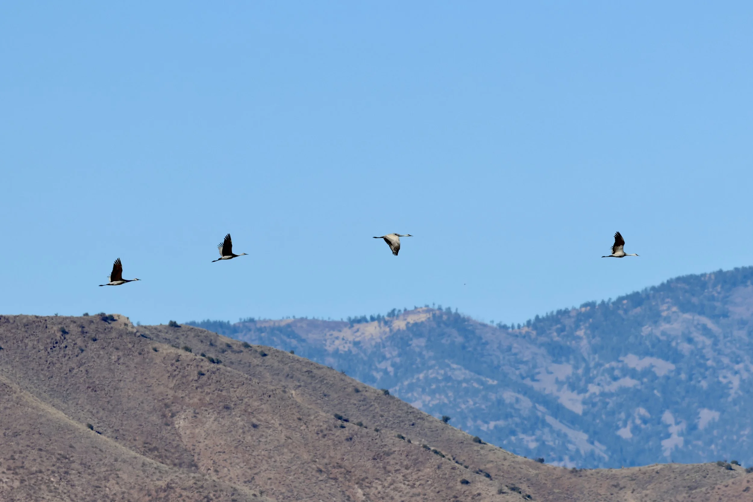 Festival of the Cranes 2025