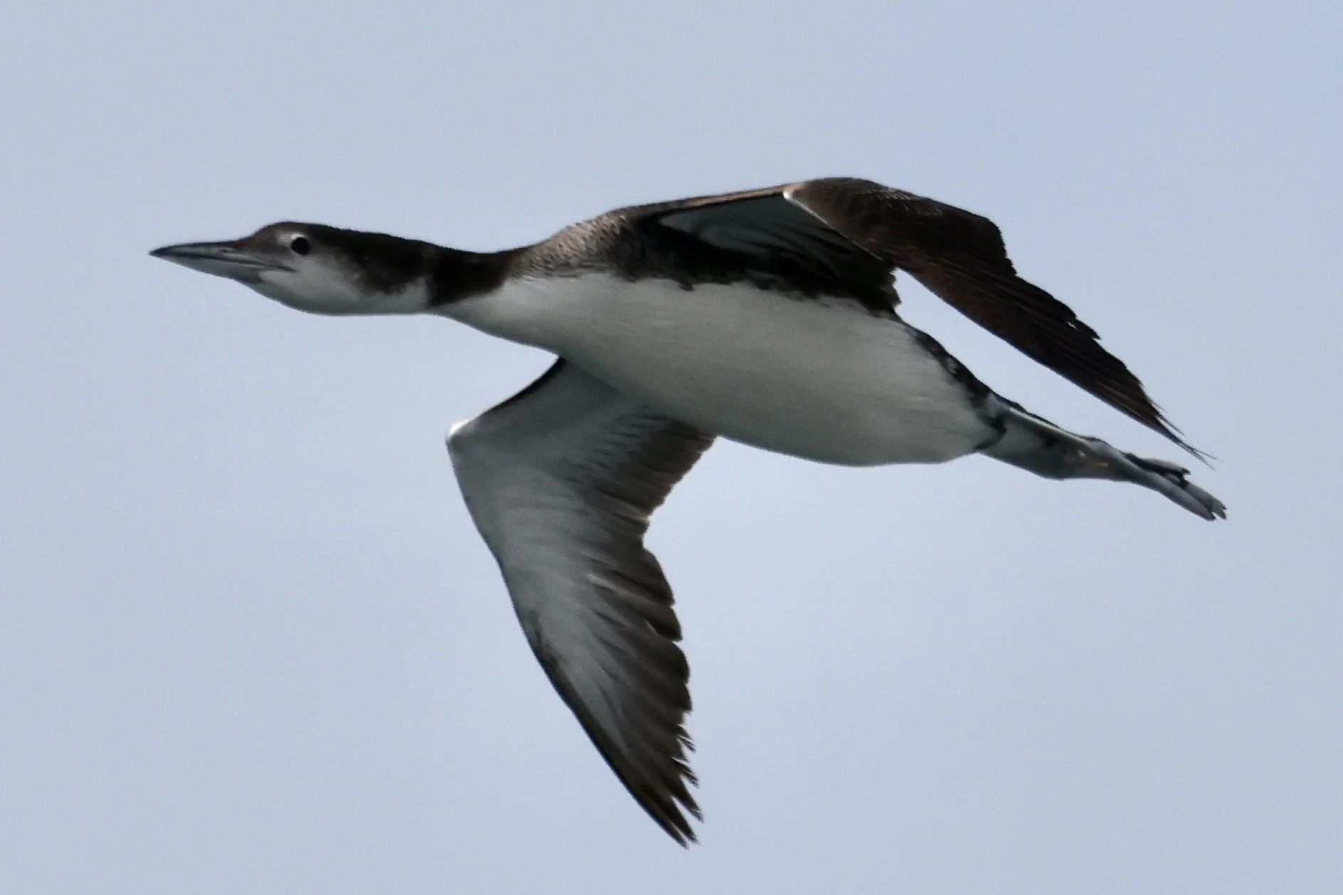Wabasha Public Library & Bird City MN: Ornitherapy