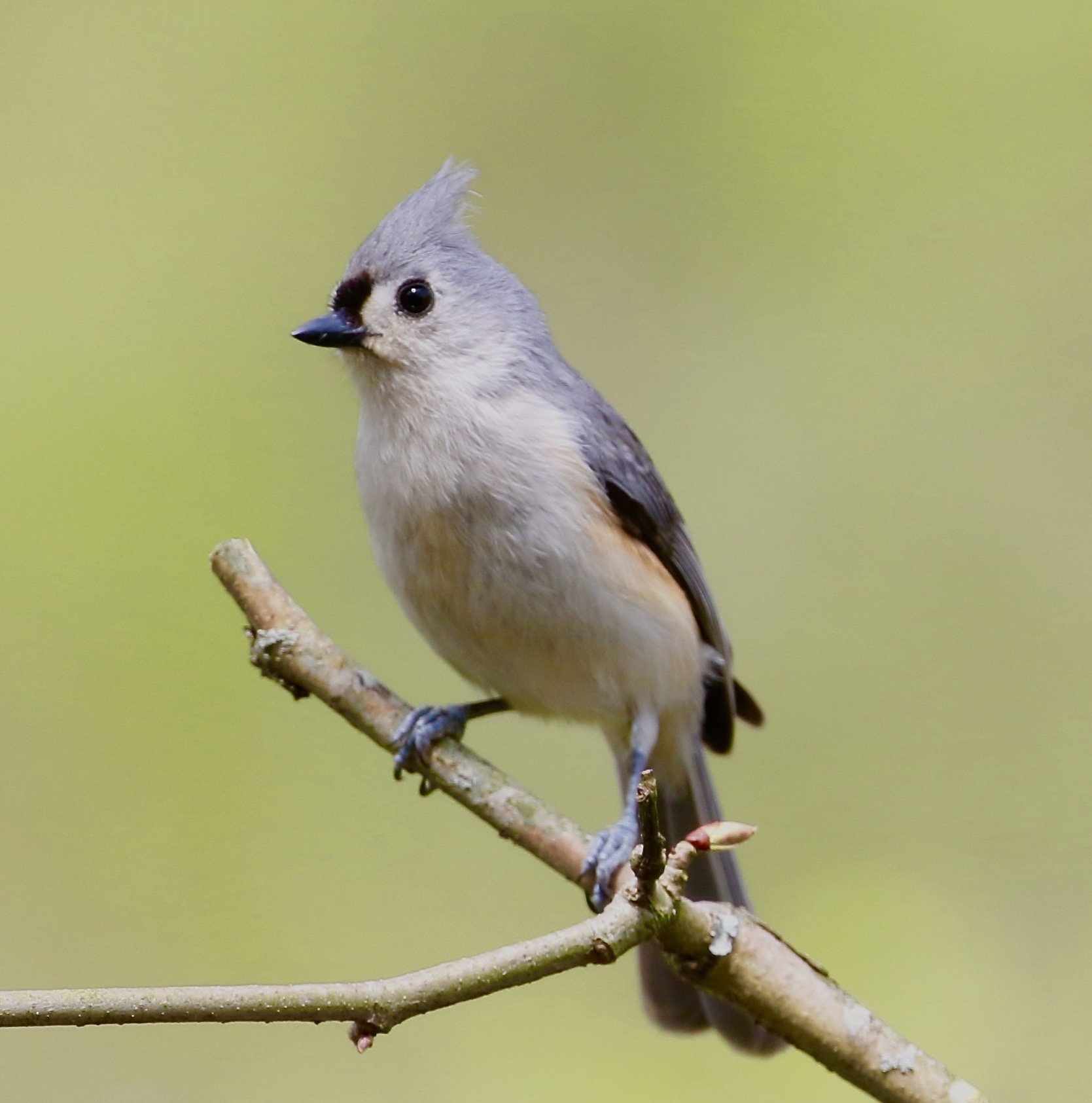 Baird Ornithological Club