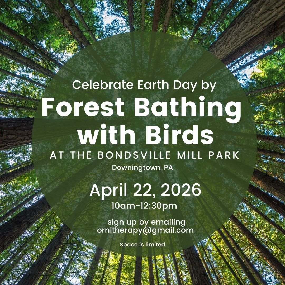 Forest Bathing with Birds