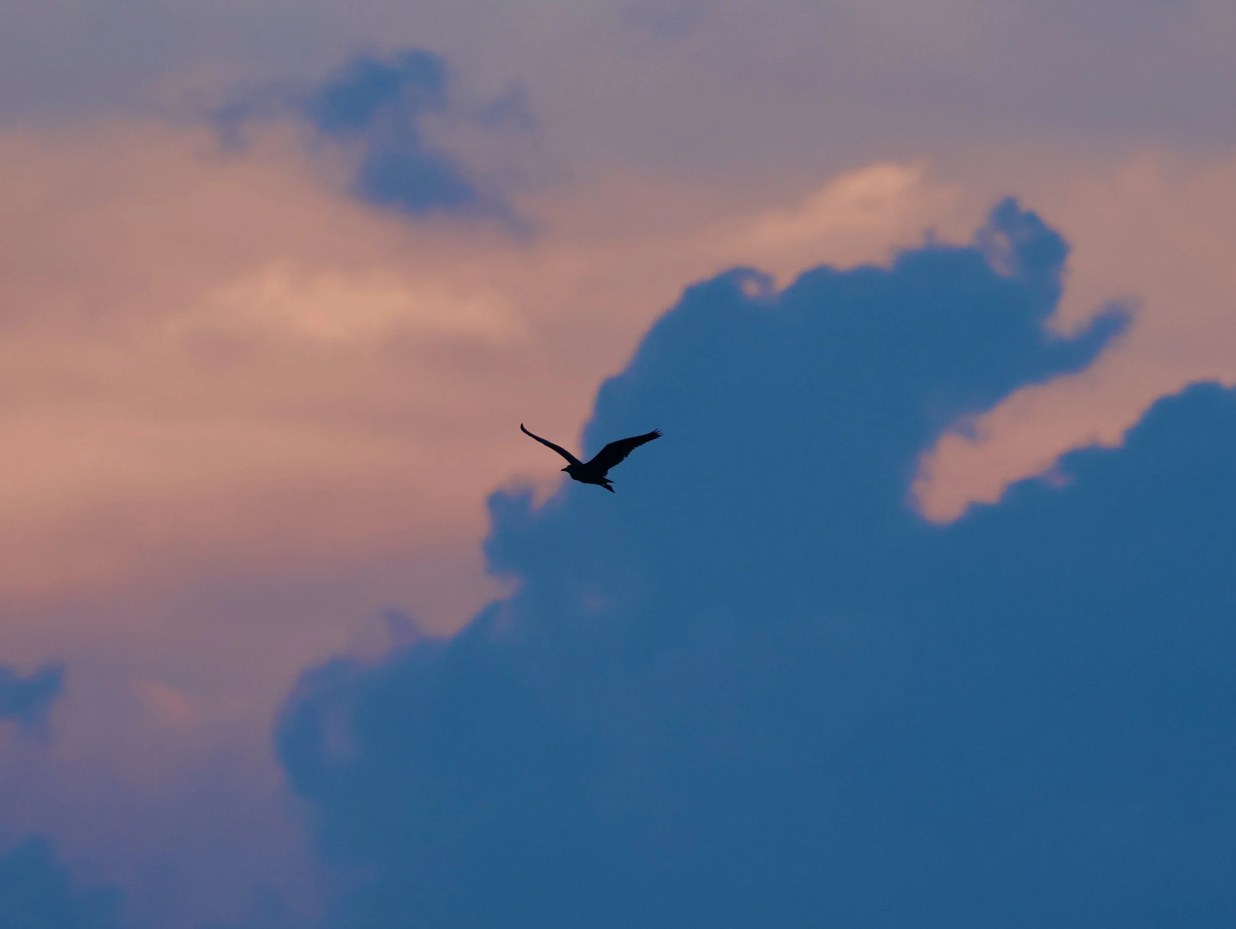 Mindful Birding at Dusk