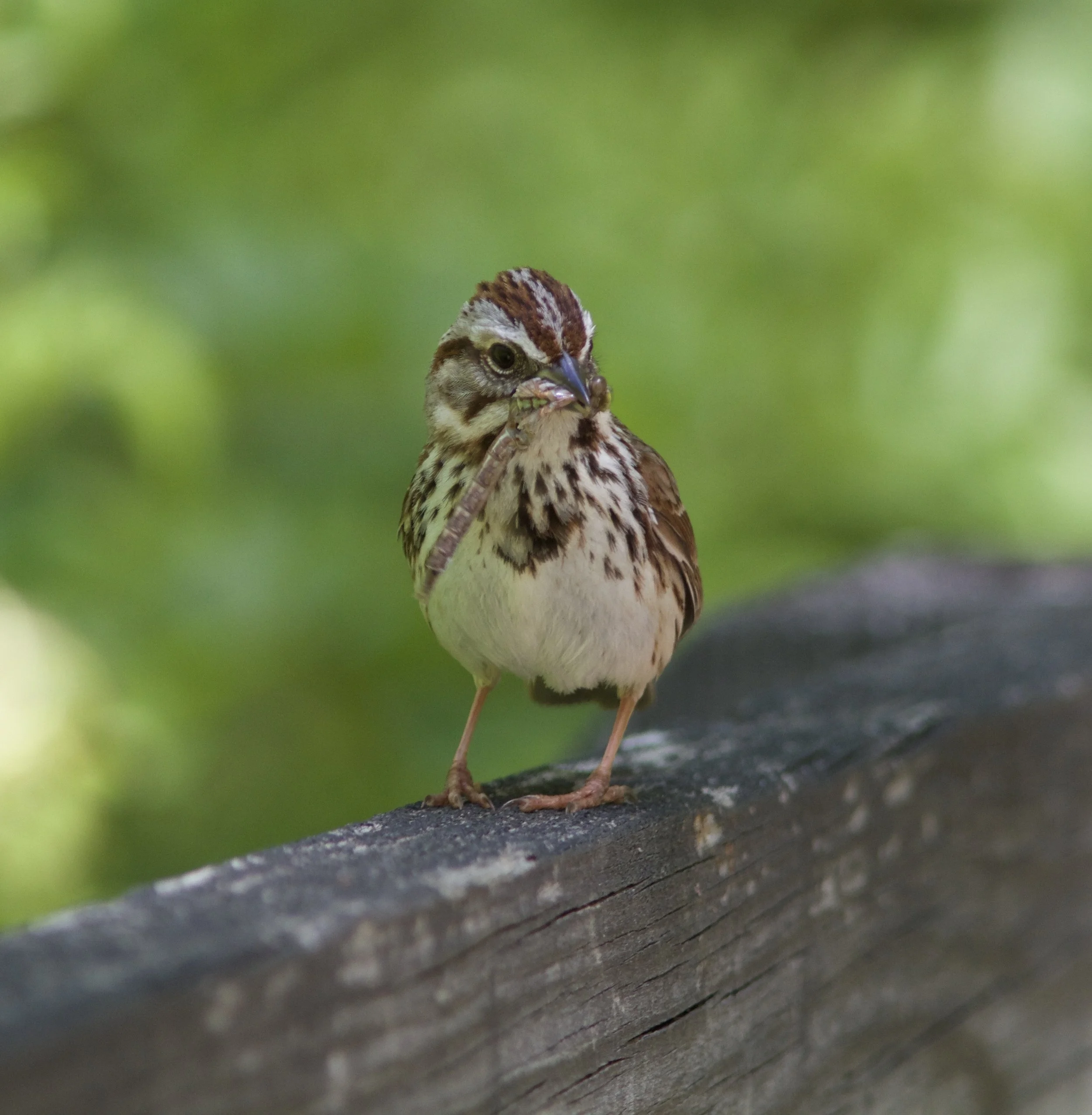 Mindful Birding at Stoneleigh Gardens