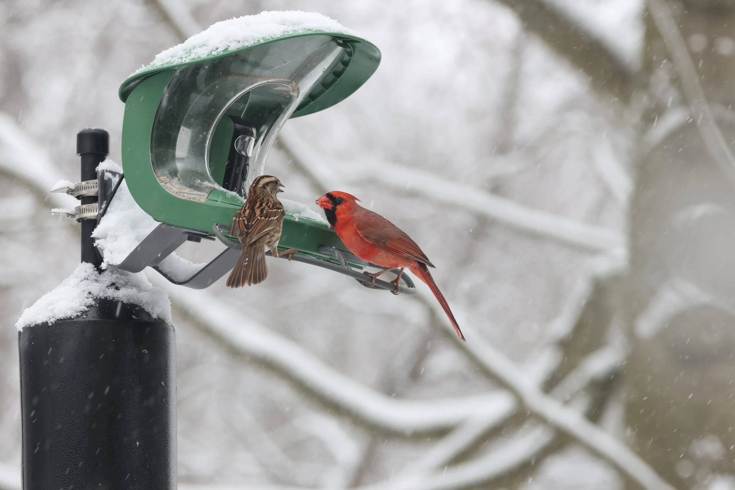 The Wellness Benefits of Feeding Wild Birds