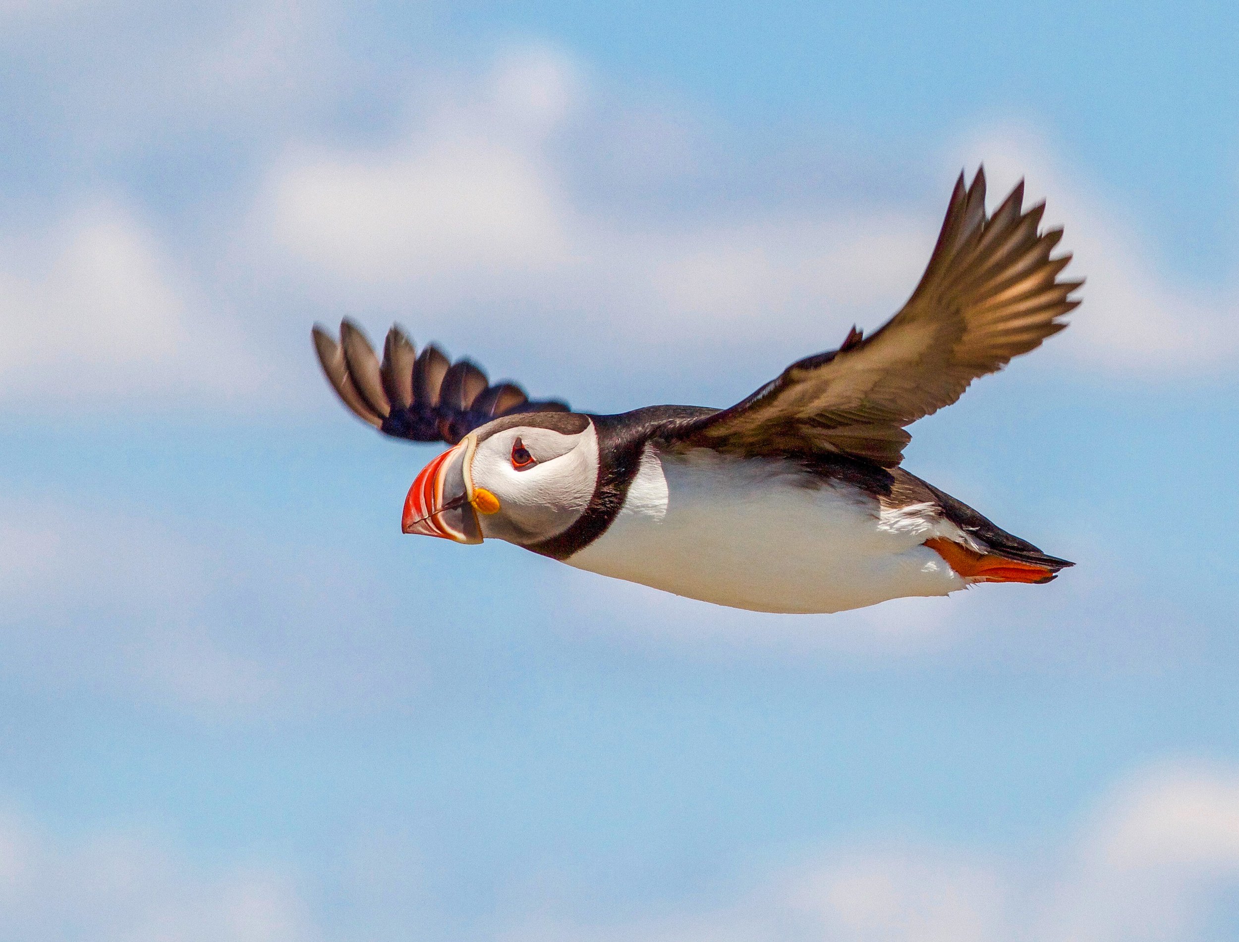 Spring Birds of Acadia
