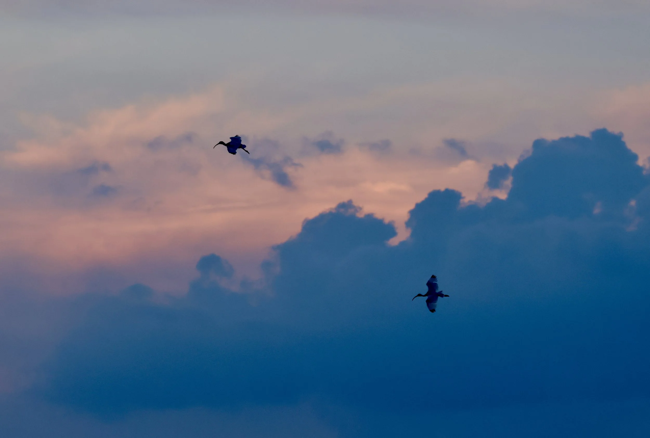 Mindful Birding at Dusk