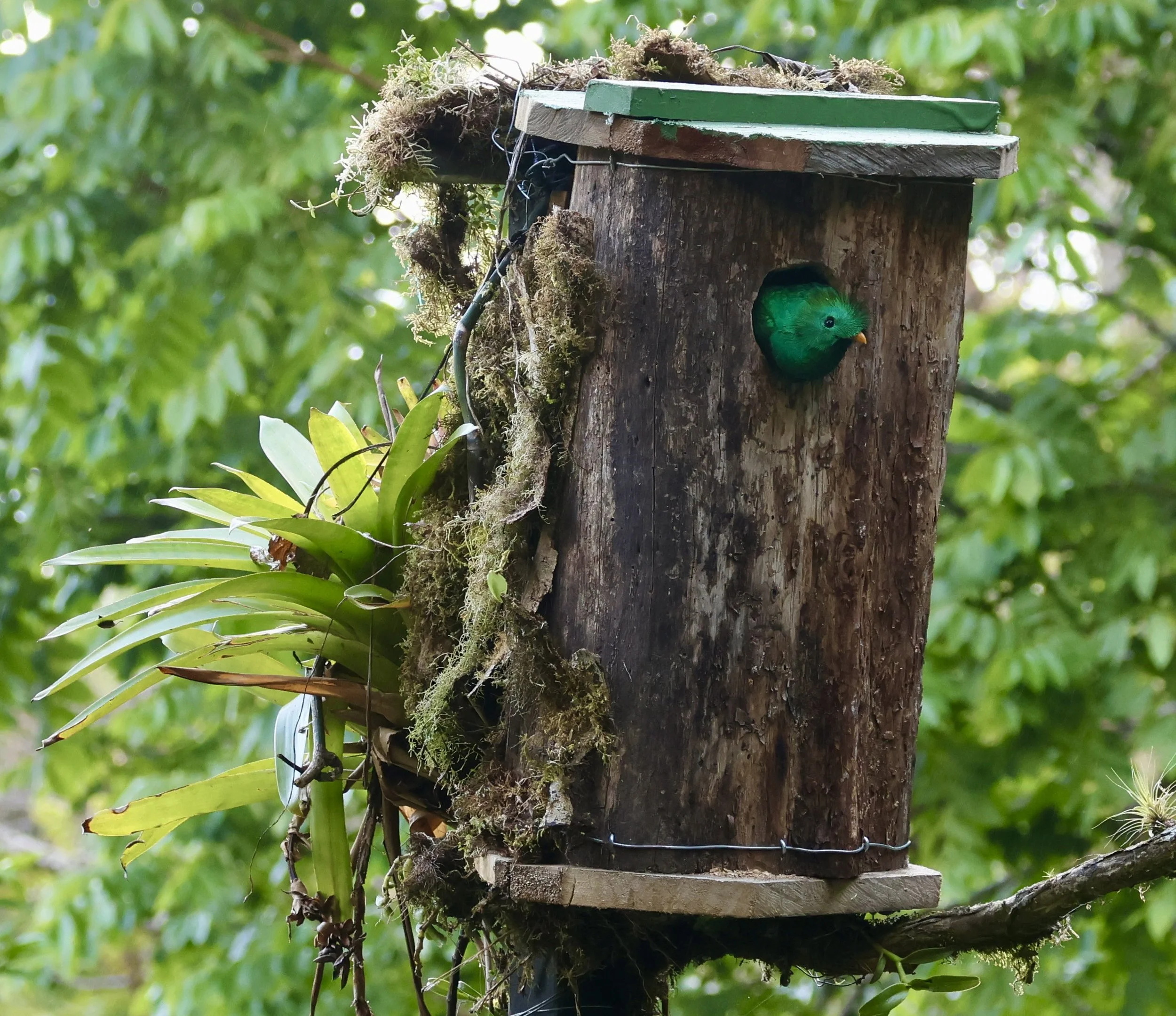 Panama: A Cloud Forest Retreat & the Canal Zone