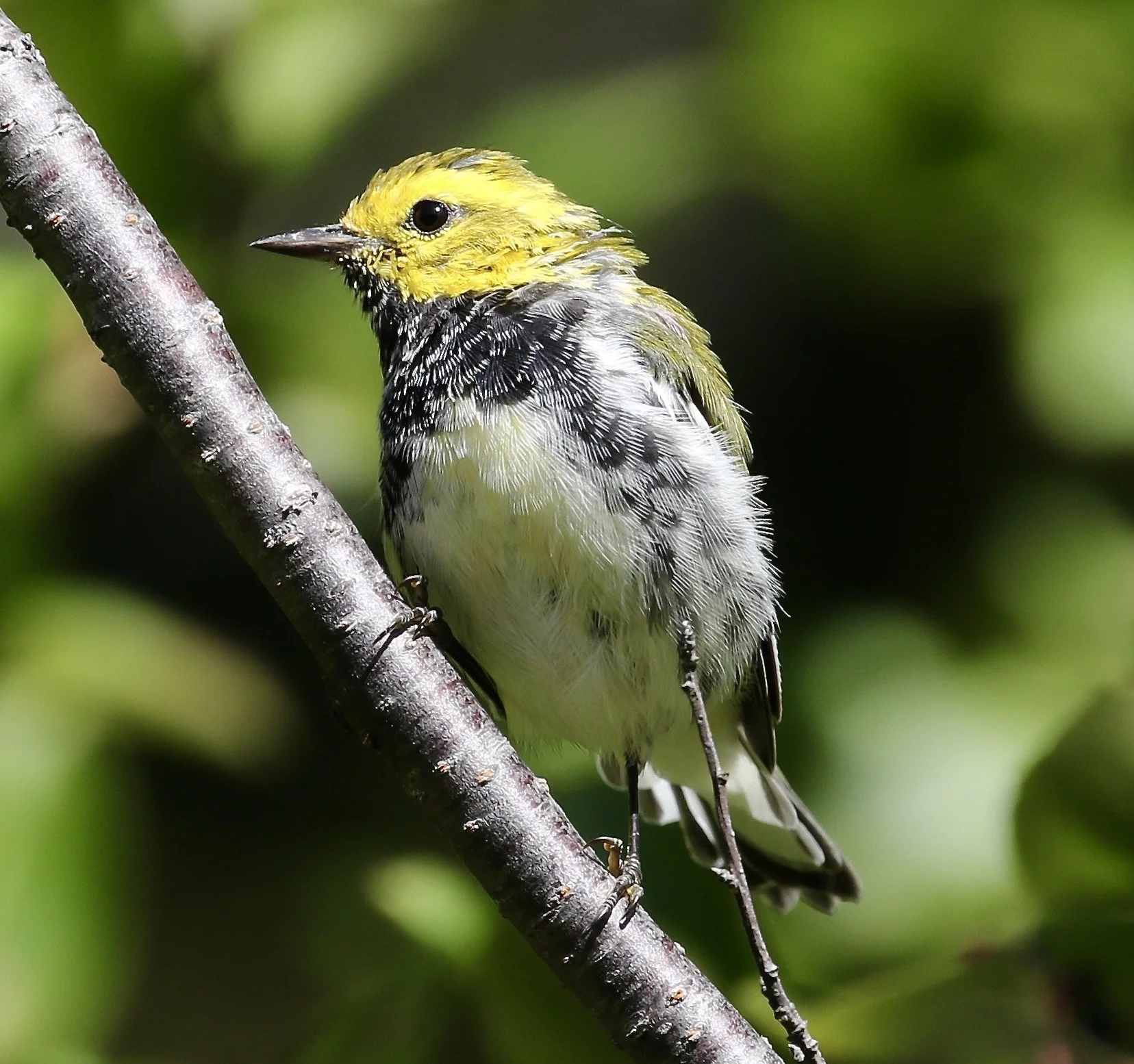 Fall Migration and Monhegan with Hog Island 