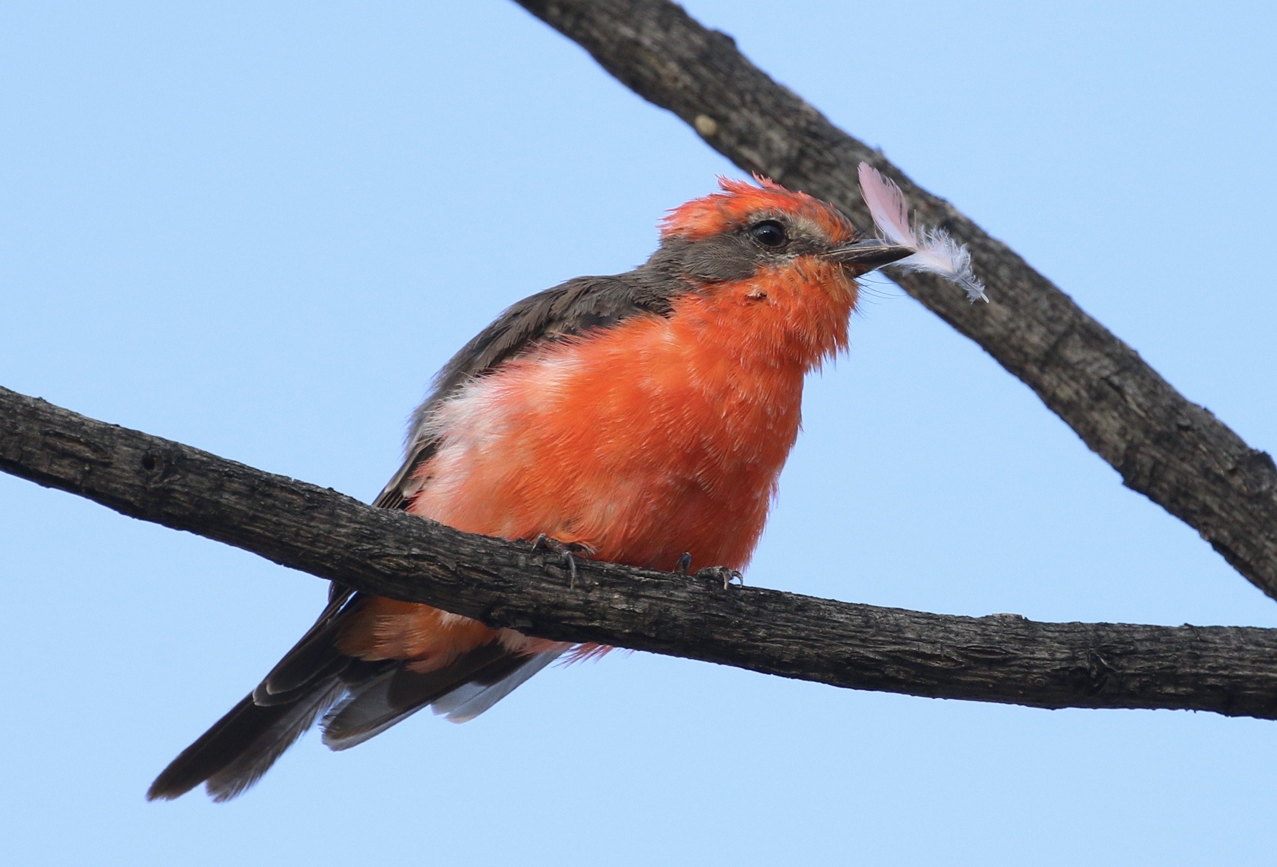 Arizona Mindful Birding Retreat: Sedona