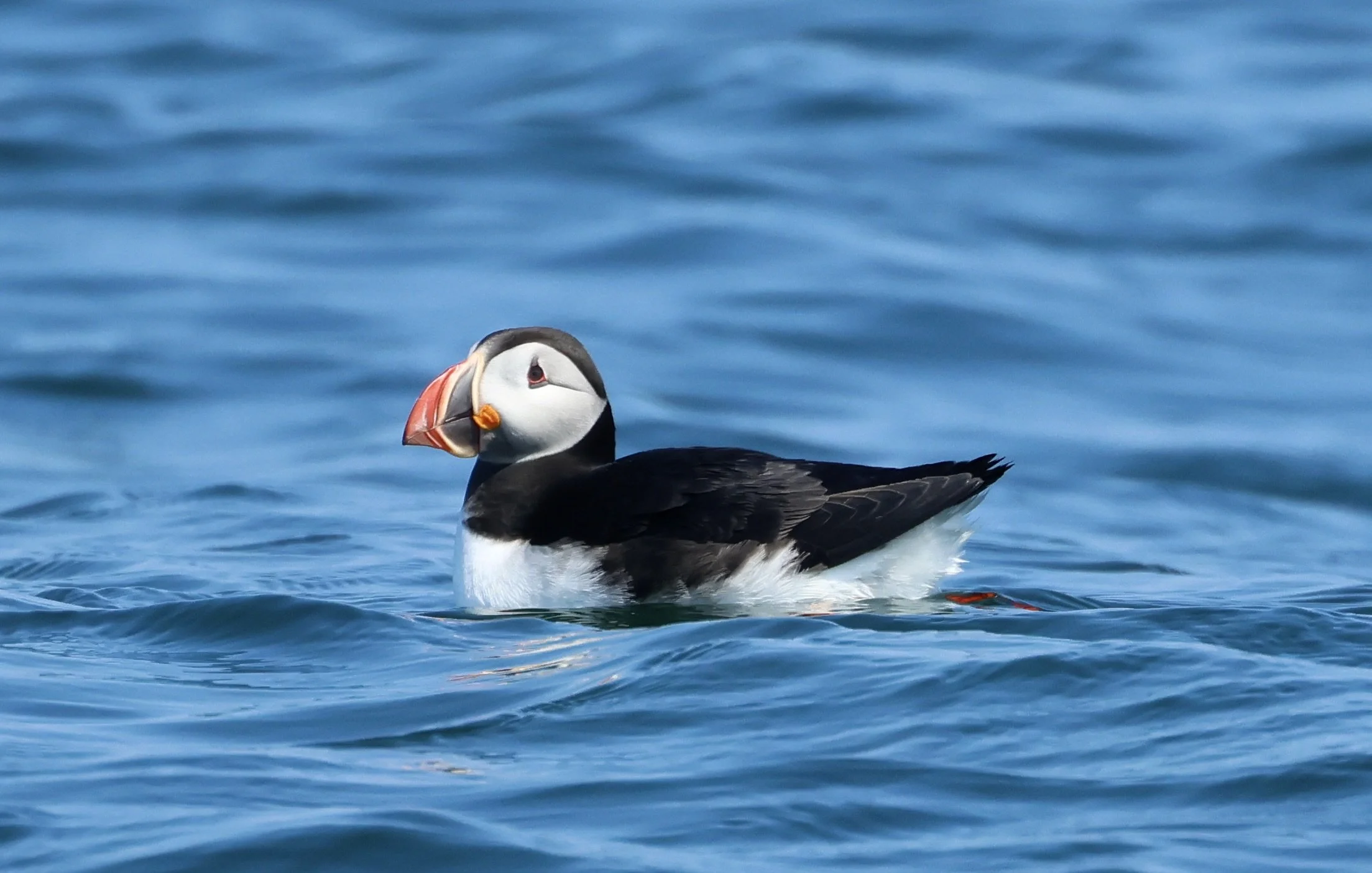 Spring Birds of Acadia