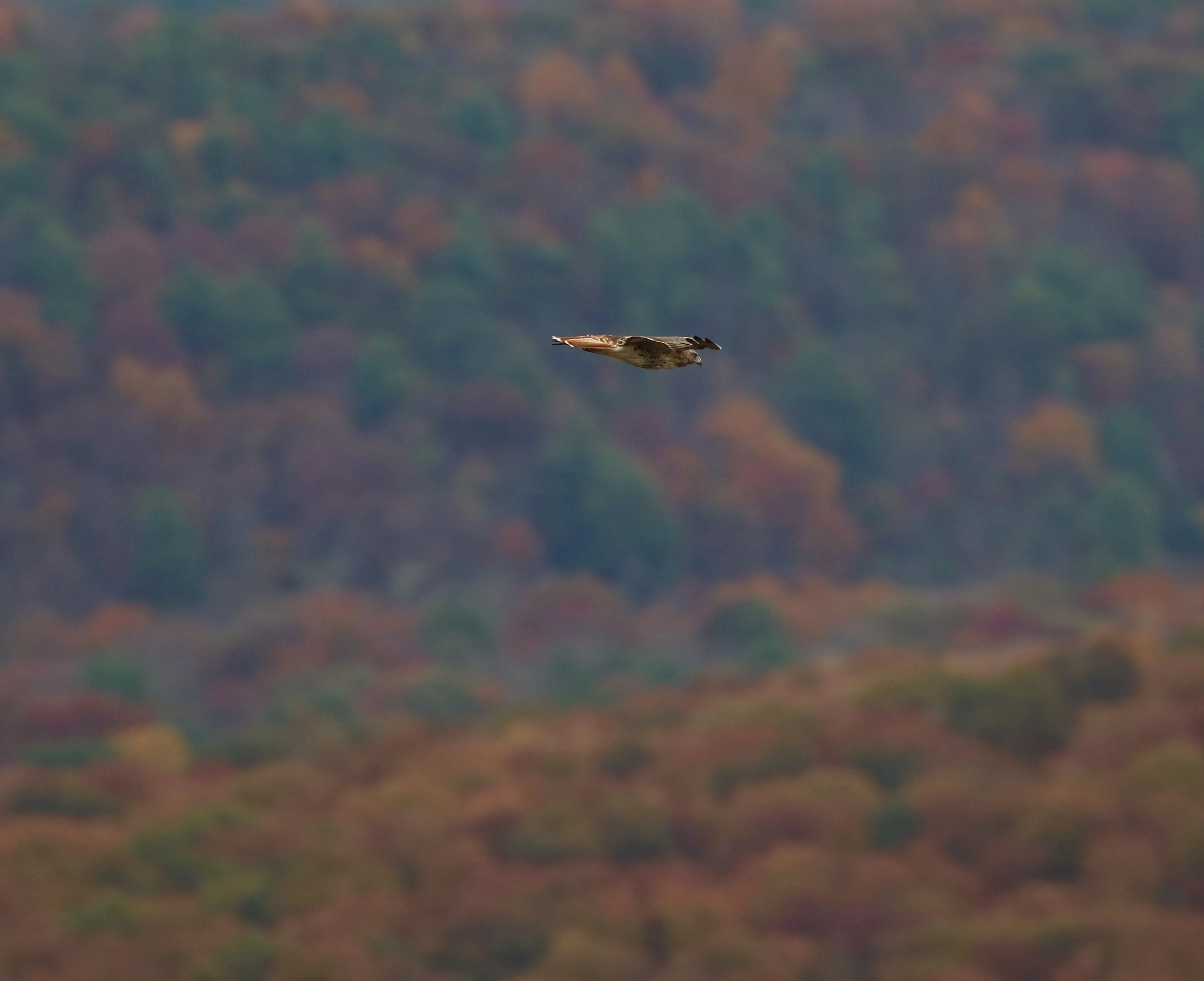 Ornitherapy &amp; Forest Bathing: natural pathways to wellbeing of mind+body+spirit