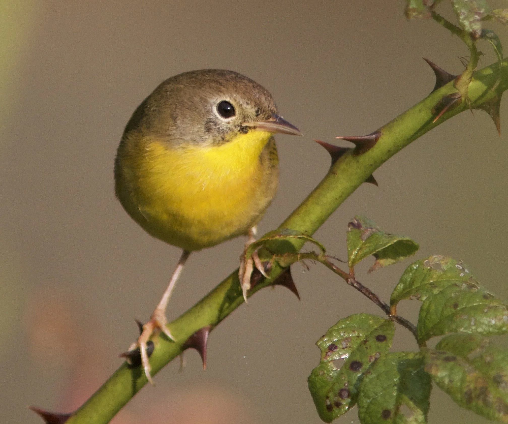 Delaware Breast Cancer Coalition's Nurture with Nature: Mindful Birding & Forest Bathing