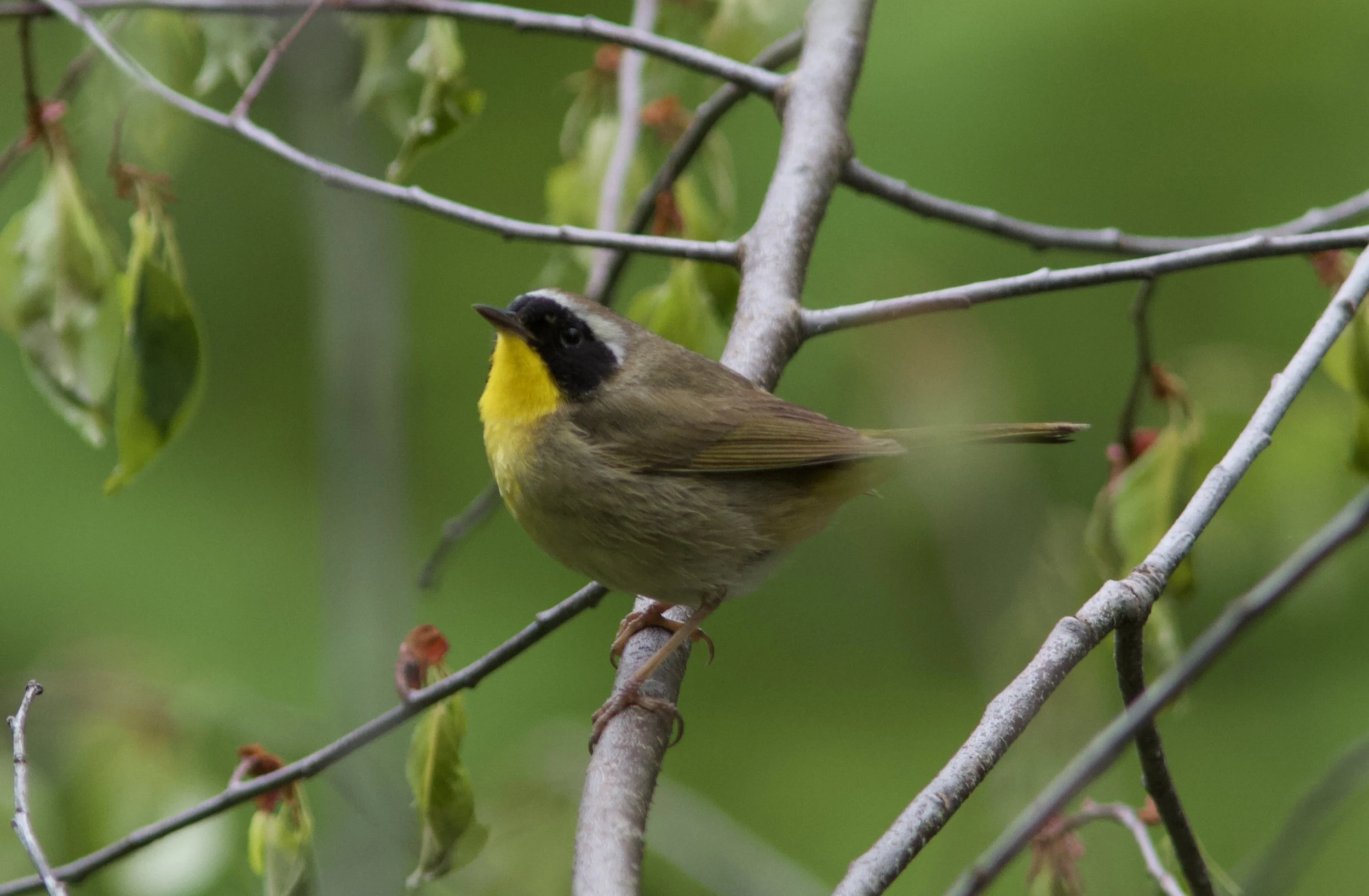 Mindful Birding with Penn Memory Center