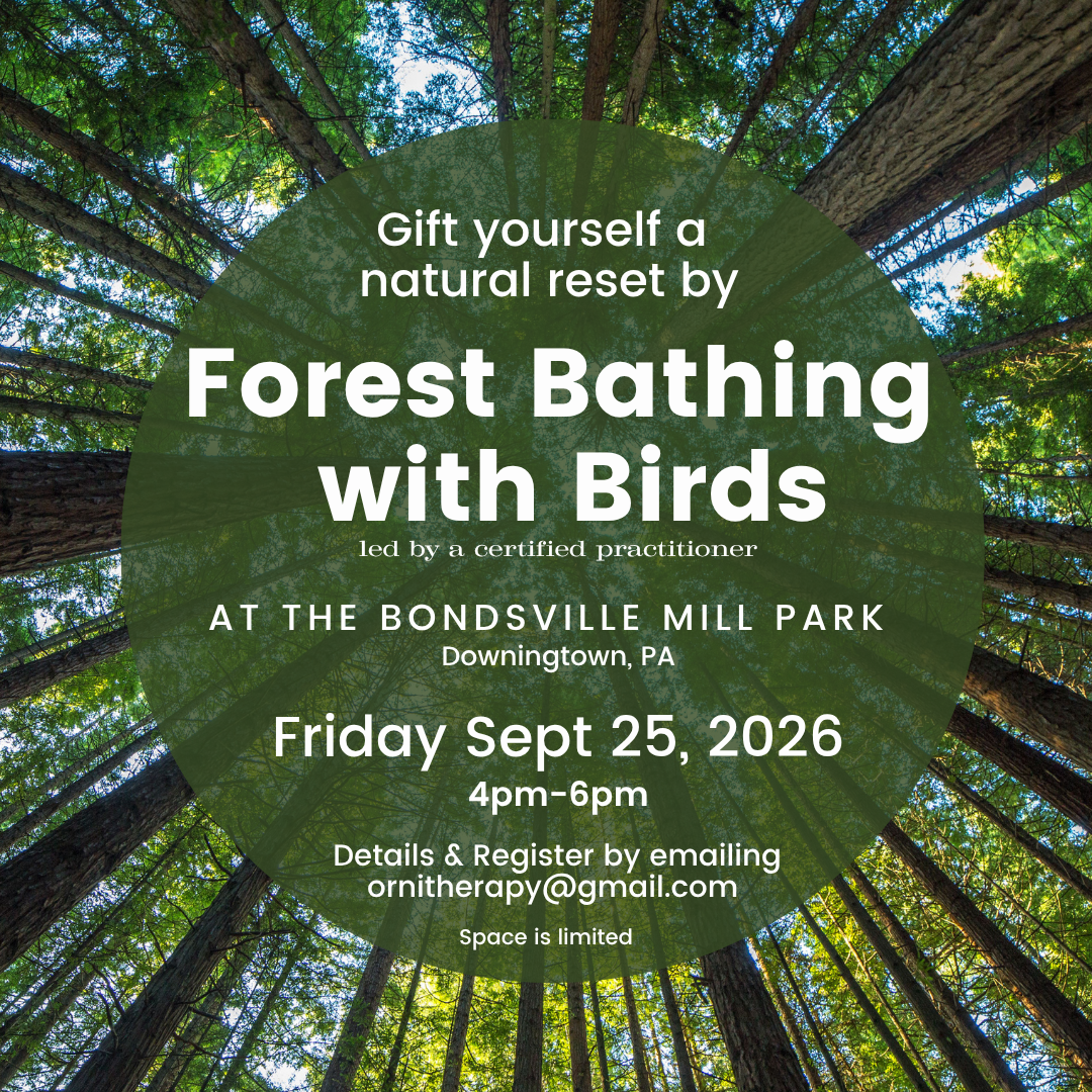 Forest Bathing with Birds