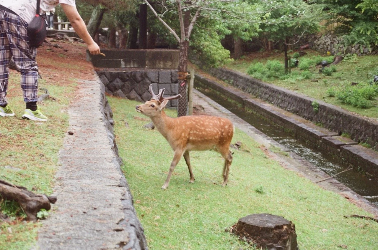 MagnoliaFilmLab187663 Large.jpeg