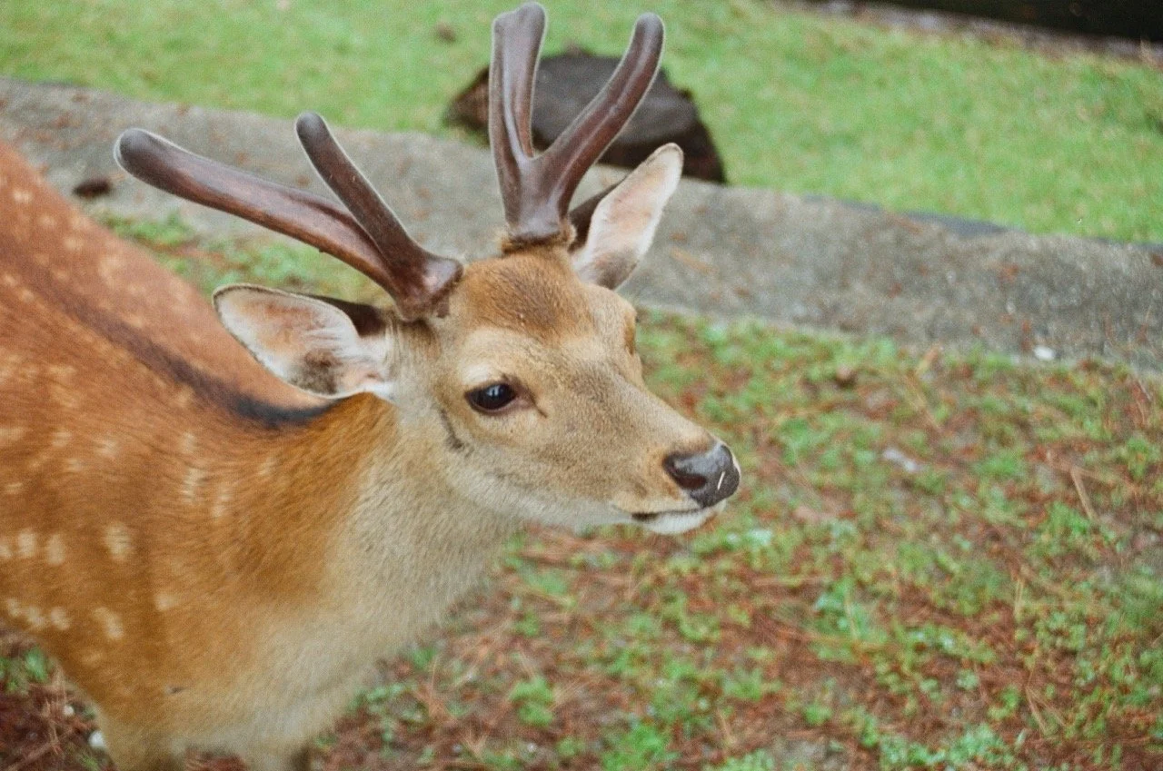 MagnoliaFilmLab187665 Large.jpeg