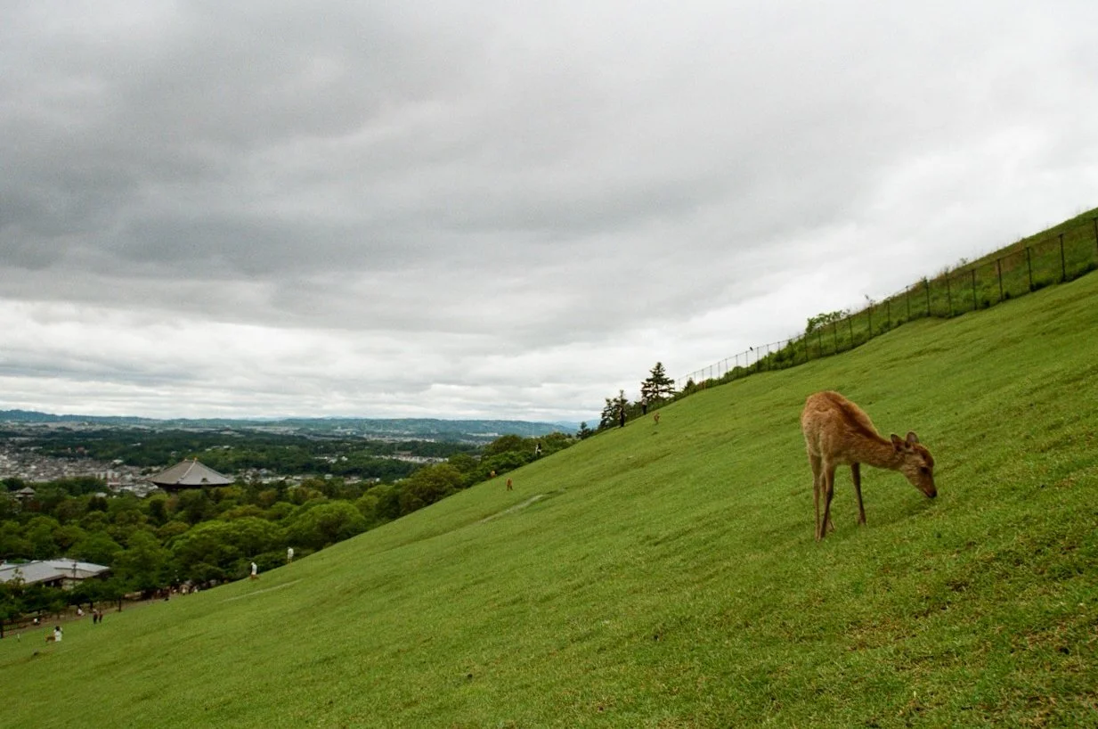 MagnoliaFilmLab187676 Large.jpeg