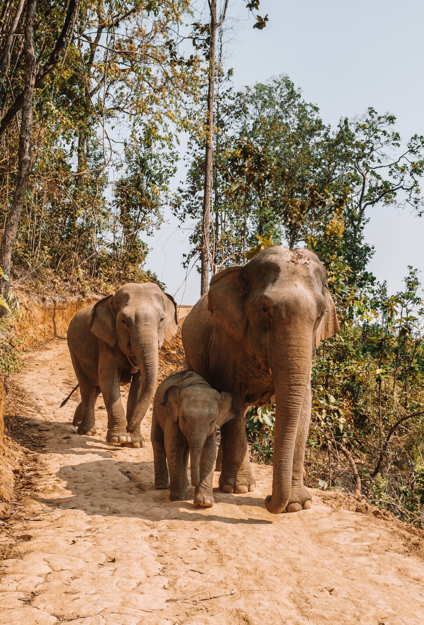 Walking Elephants Chai Lai Orchid Eco Lodge In Chiang Mai 