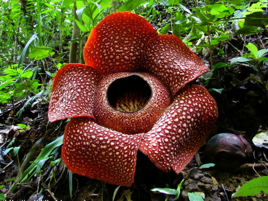 Rafflesia-Arnoldii-Corpse-Flower3.Jpg