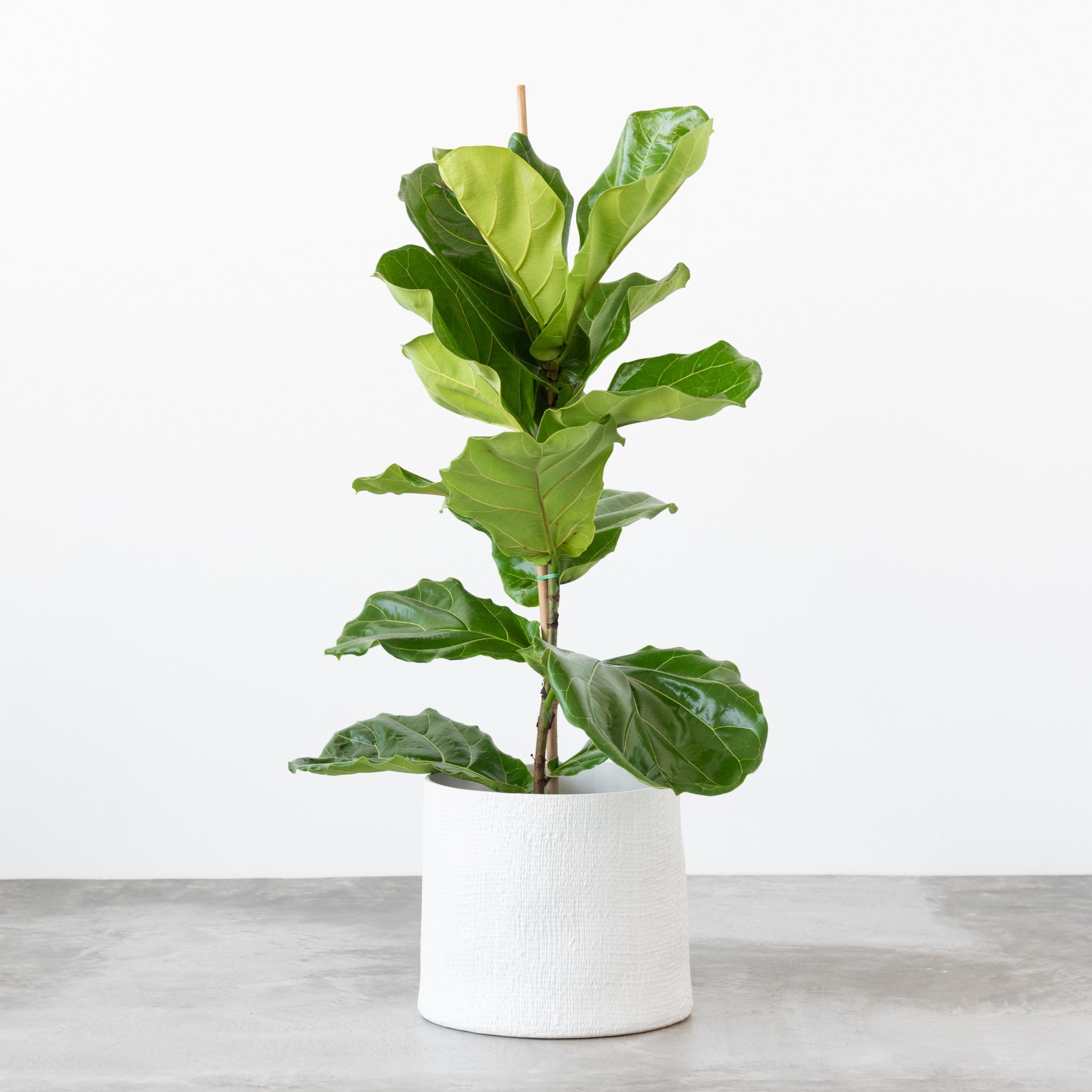 The Fiddle Leaf Tree Hates To Be Moved!