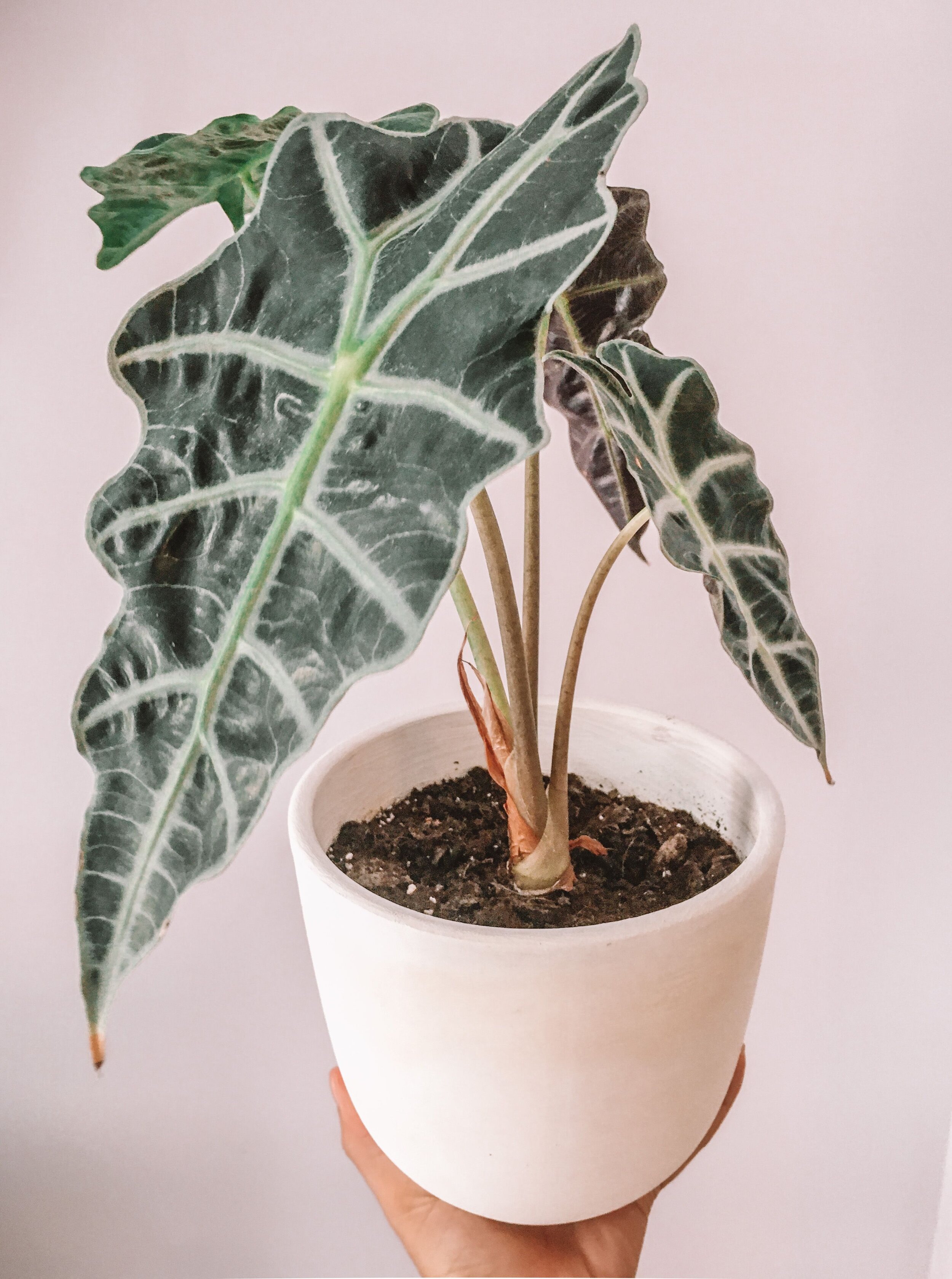 This Is My Alocasia Polly