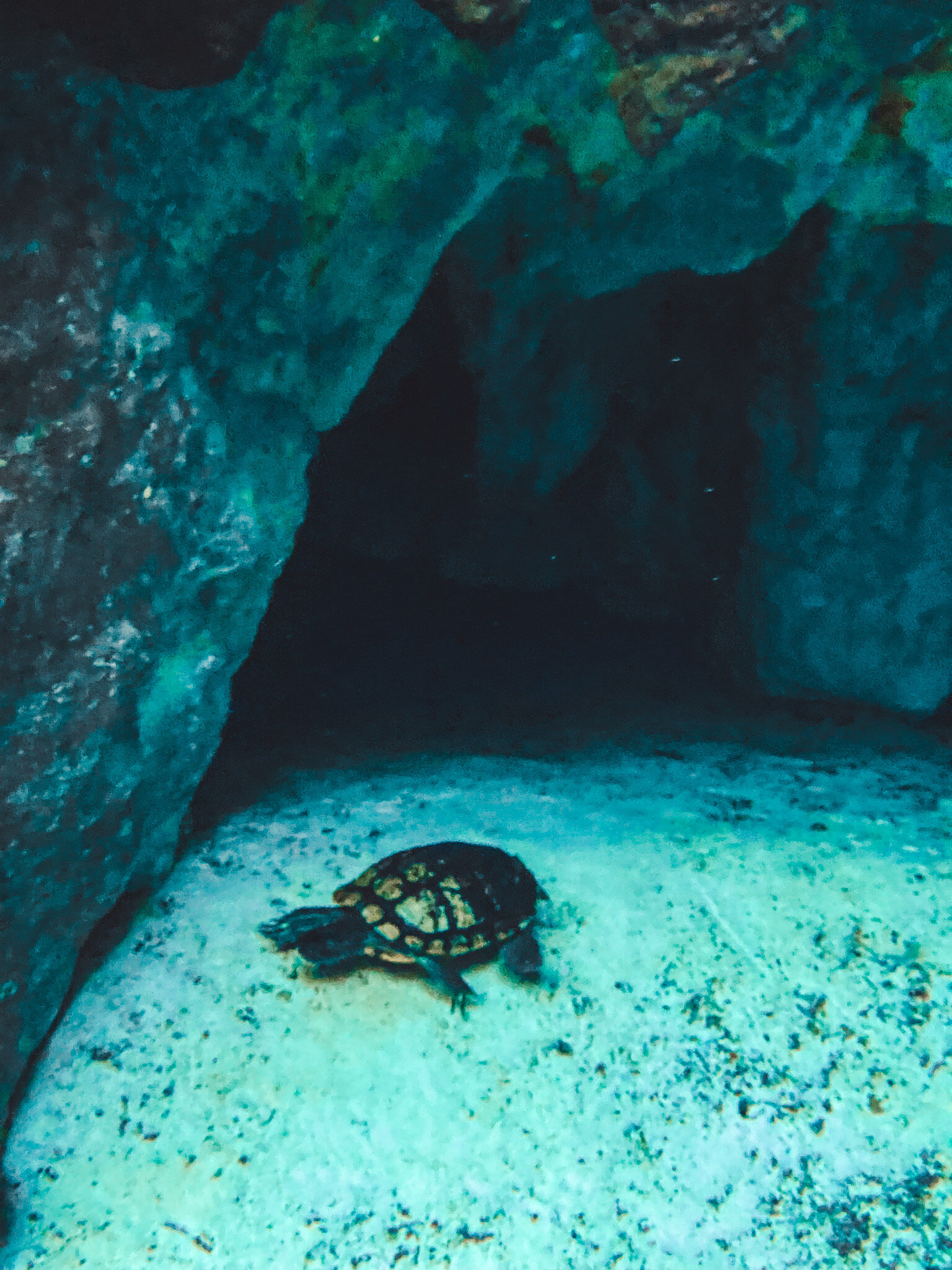 Turtle In A Cenote In Tulum