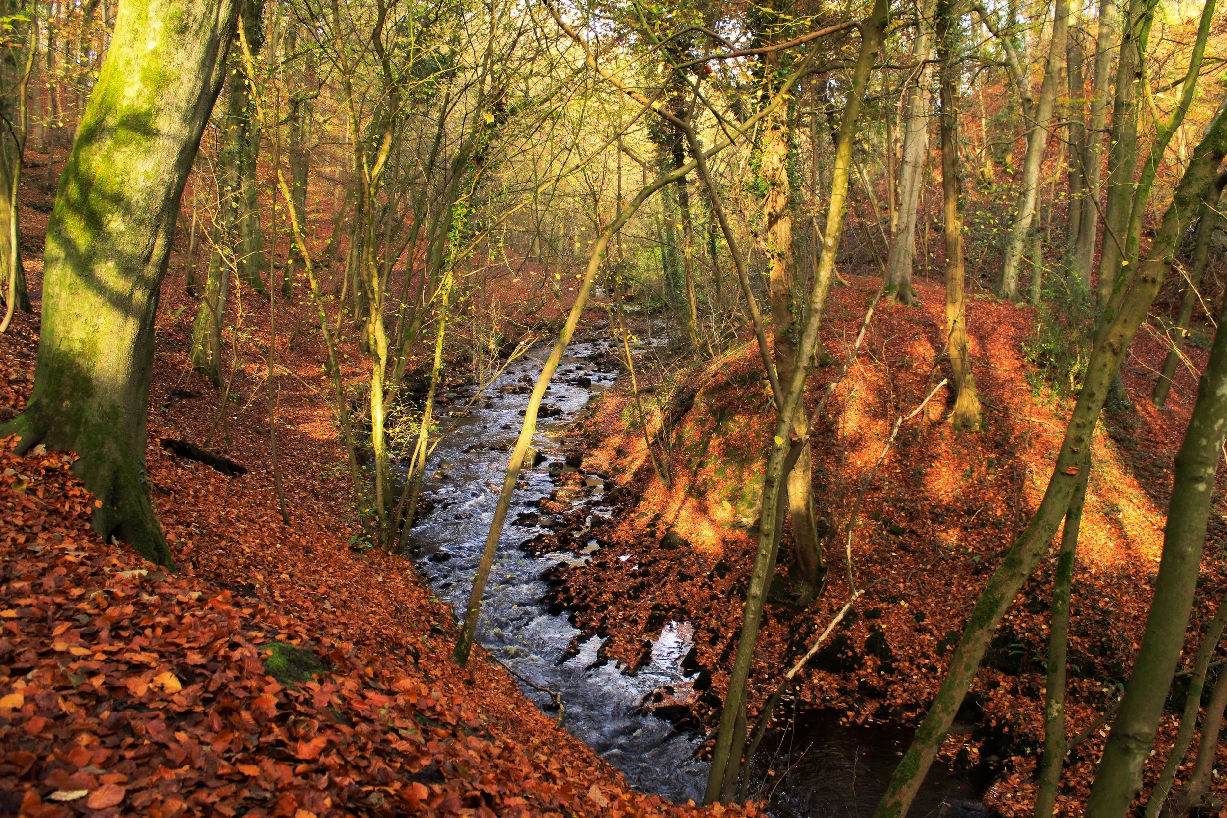 IMG_7972-Edit.jpg