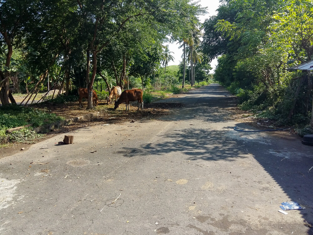  Rural roads in Lombok 
