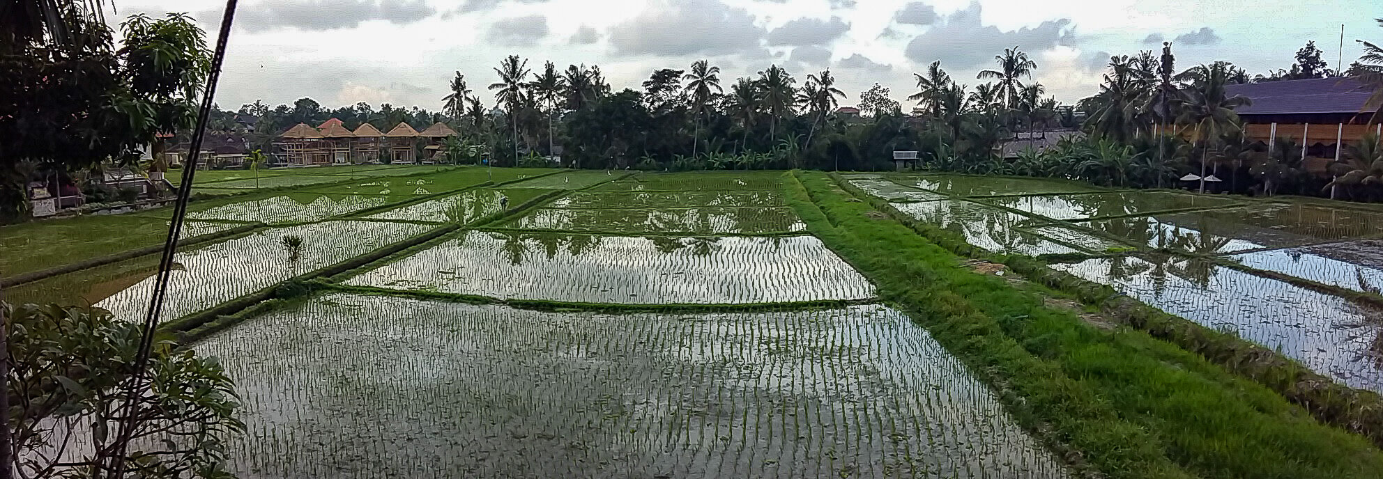  Rice paddies Bali 
